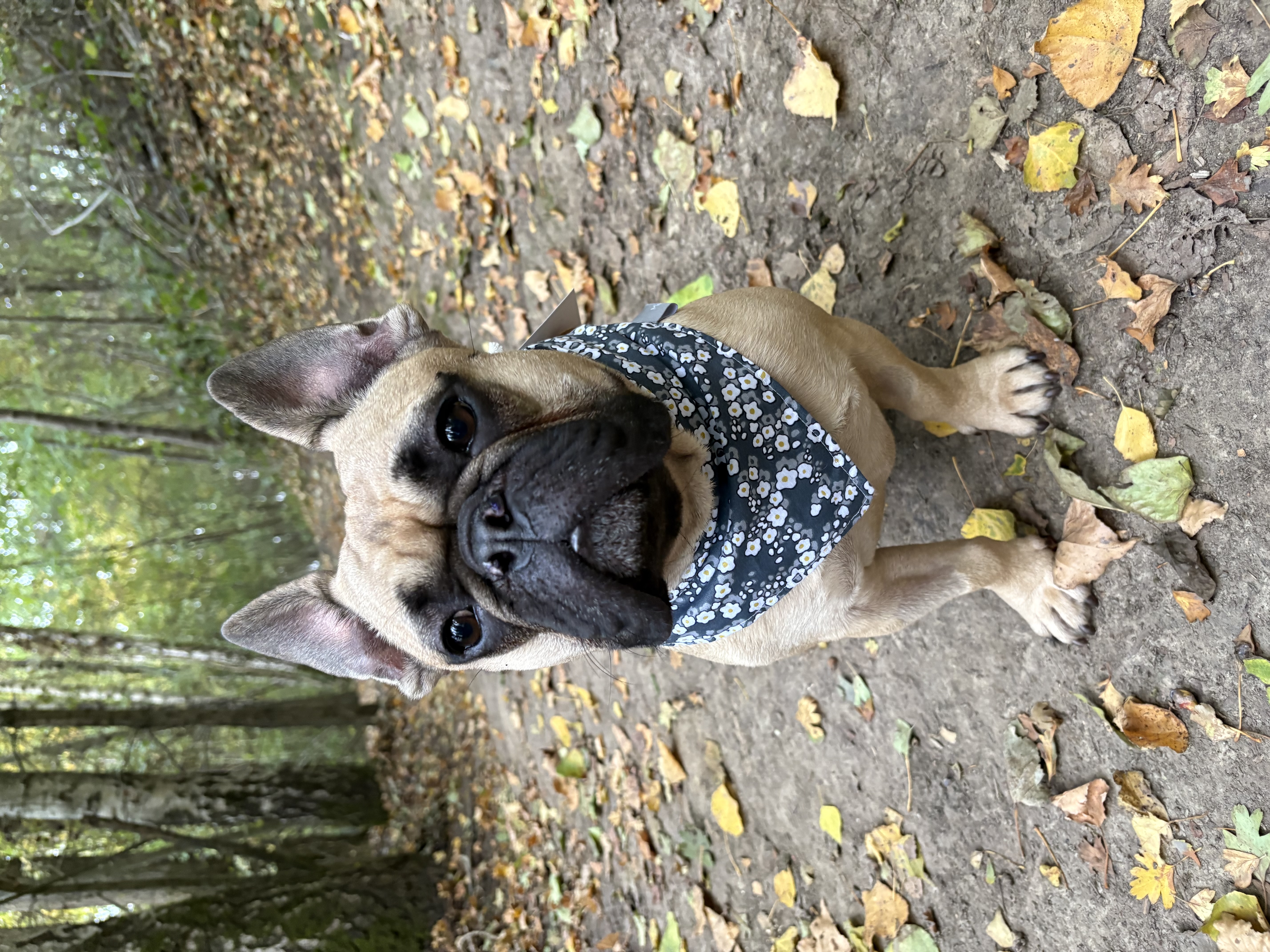 Bandana- FLEUR OMELETTE