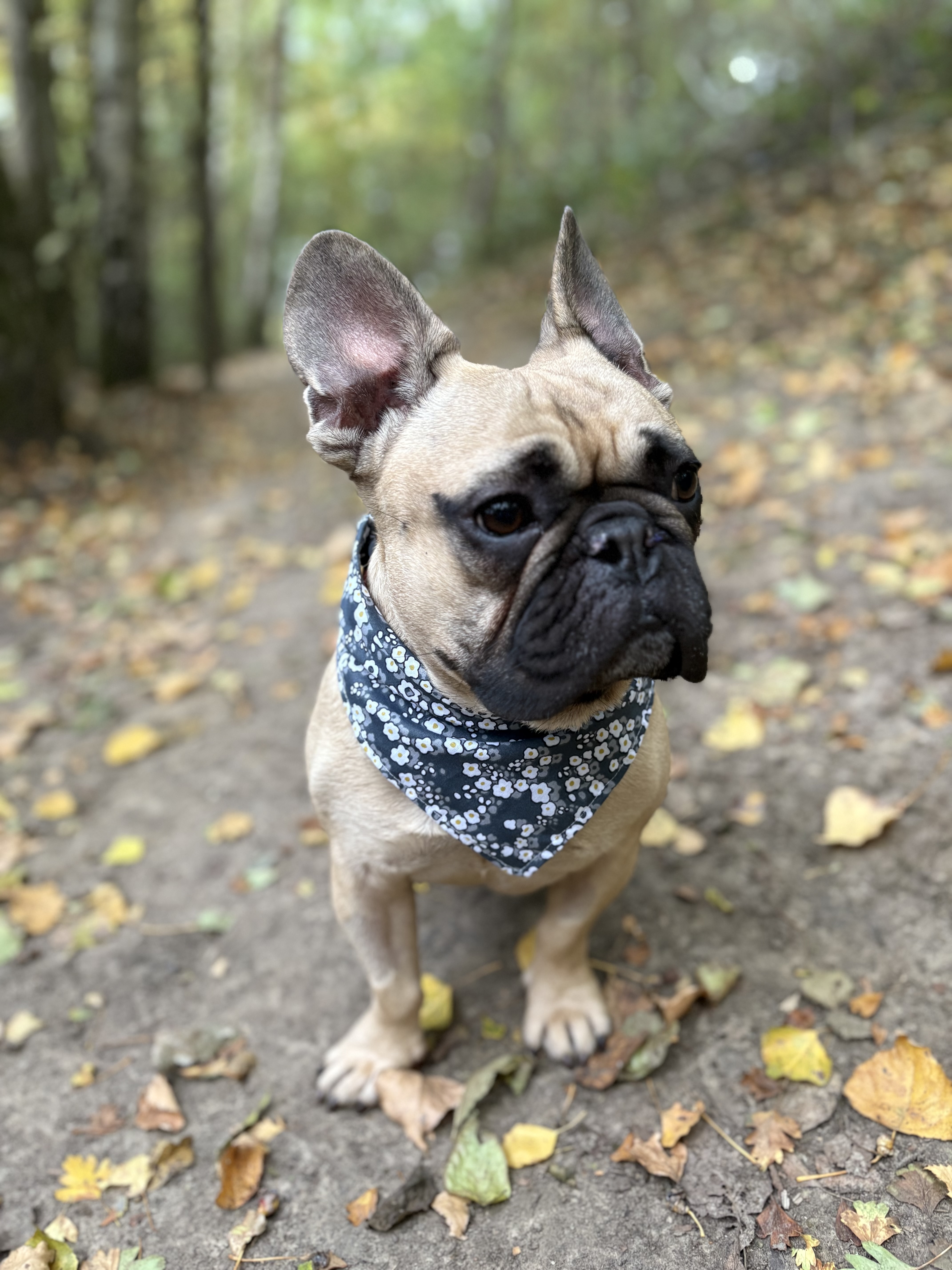 Bandana- FLEUR OMELETTE