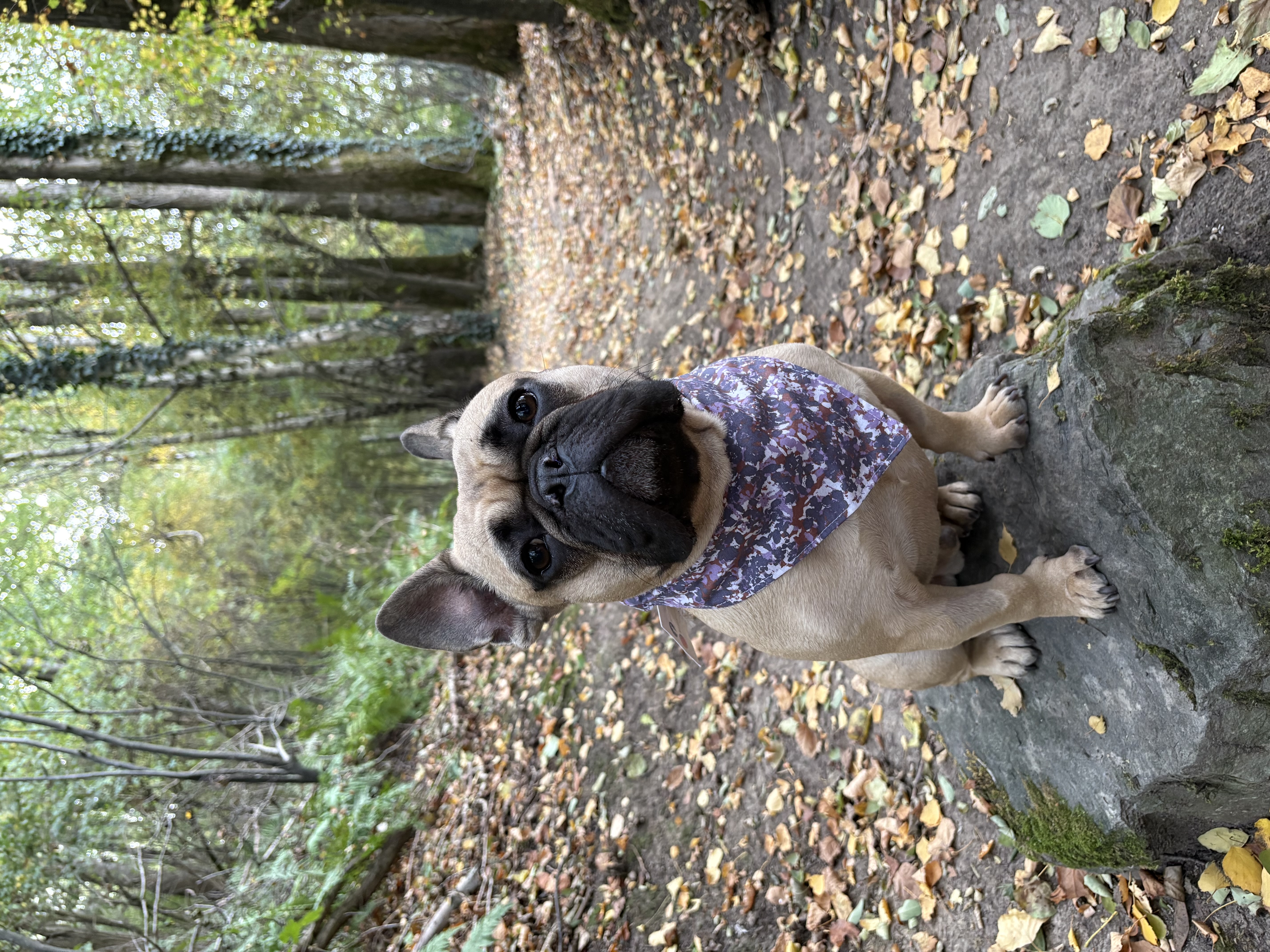 Bandana MILITAIRE MAUVE +FLEURS