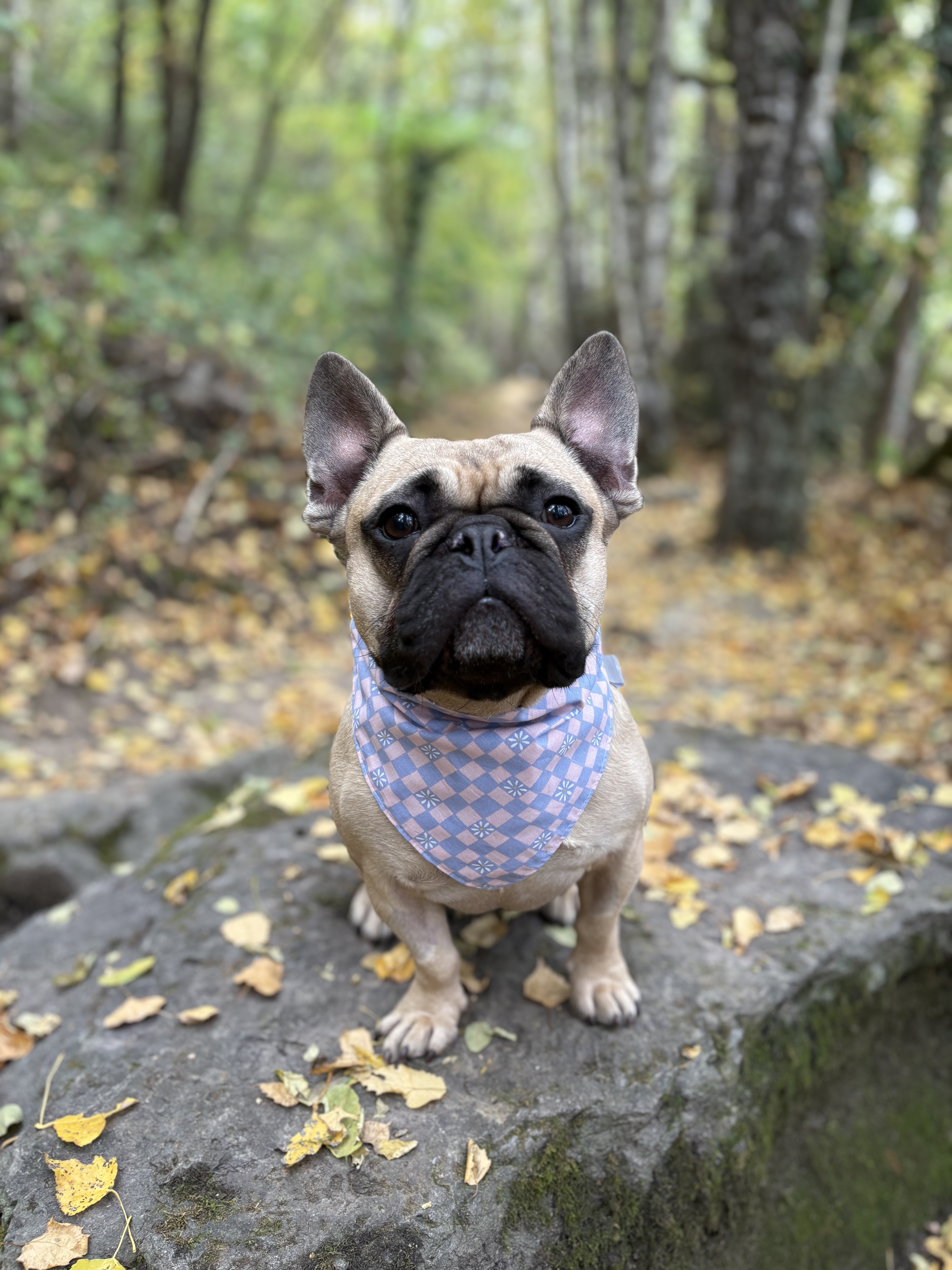 Bandana-DAMIER +FLEURS