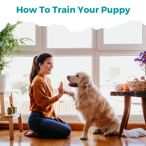 How To Train Your Puppy Guidebook
