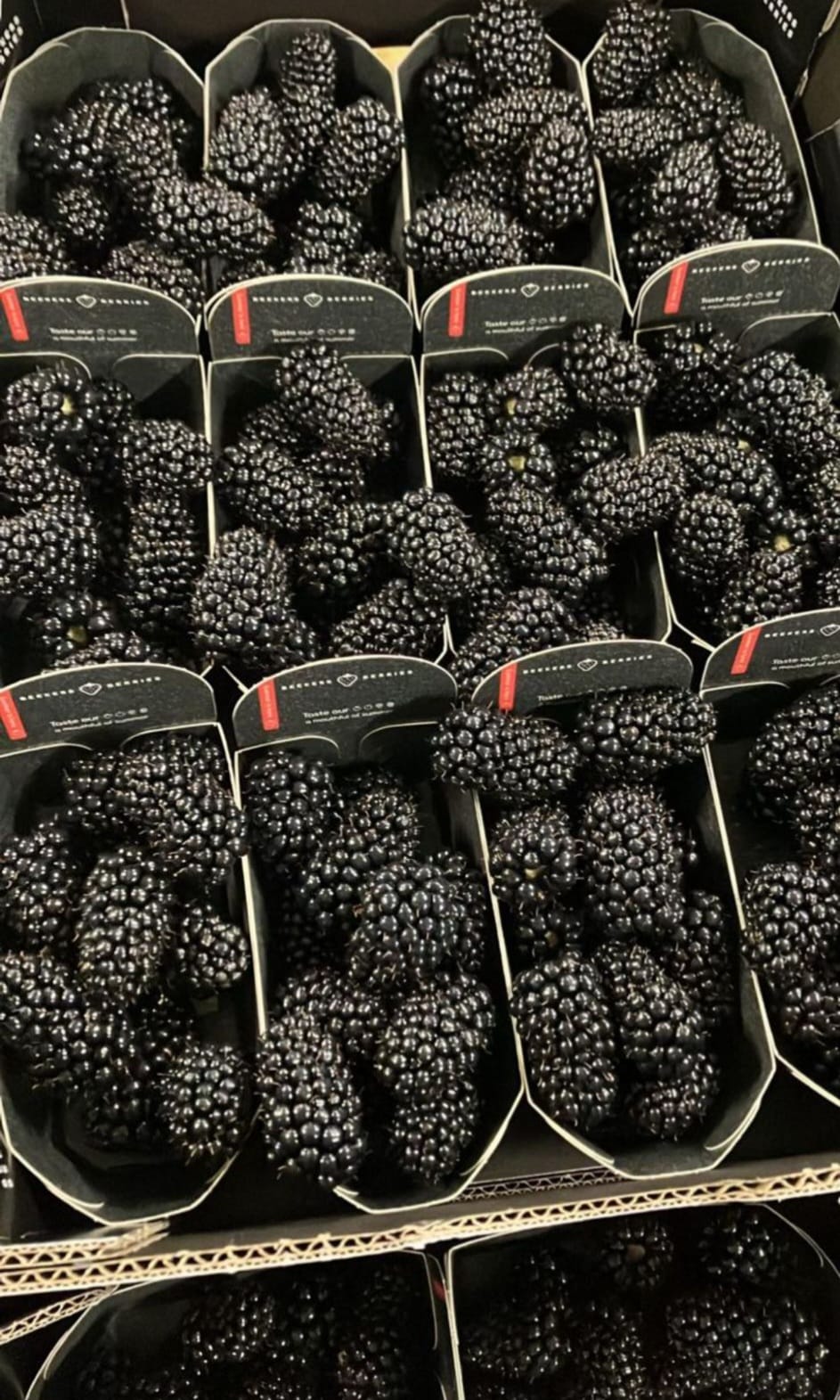 Moras frescas