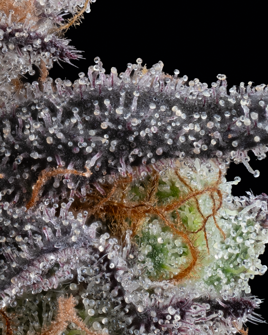 Tier 3 Flower-Oz