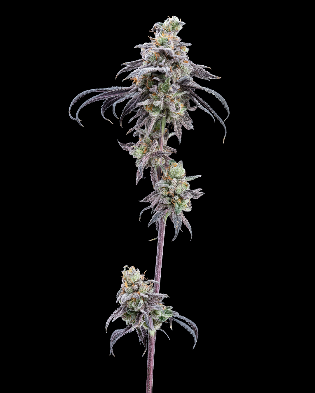 Tier 3 Flower-Quad