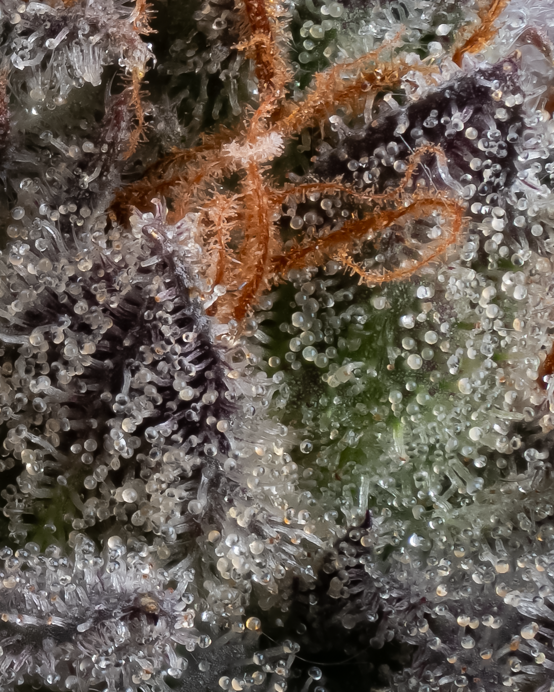 Tier 3 Flower-Half Oz
