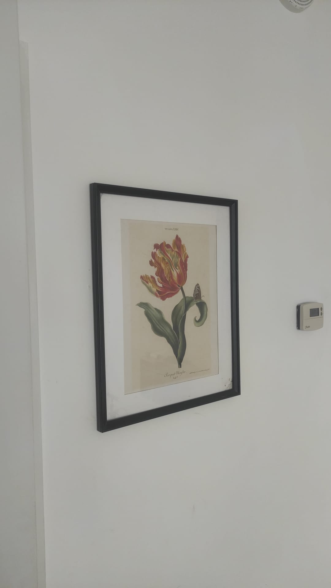Tableau encadré de tulipe
