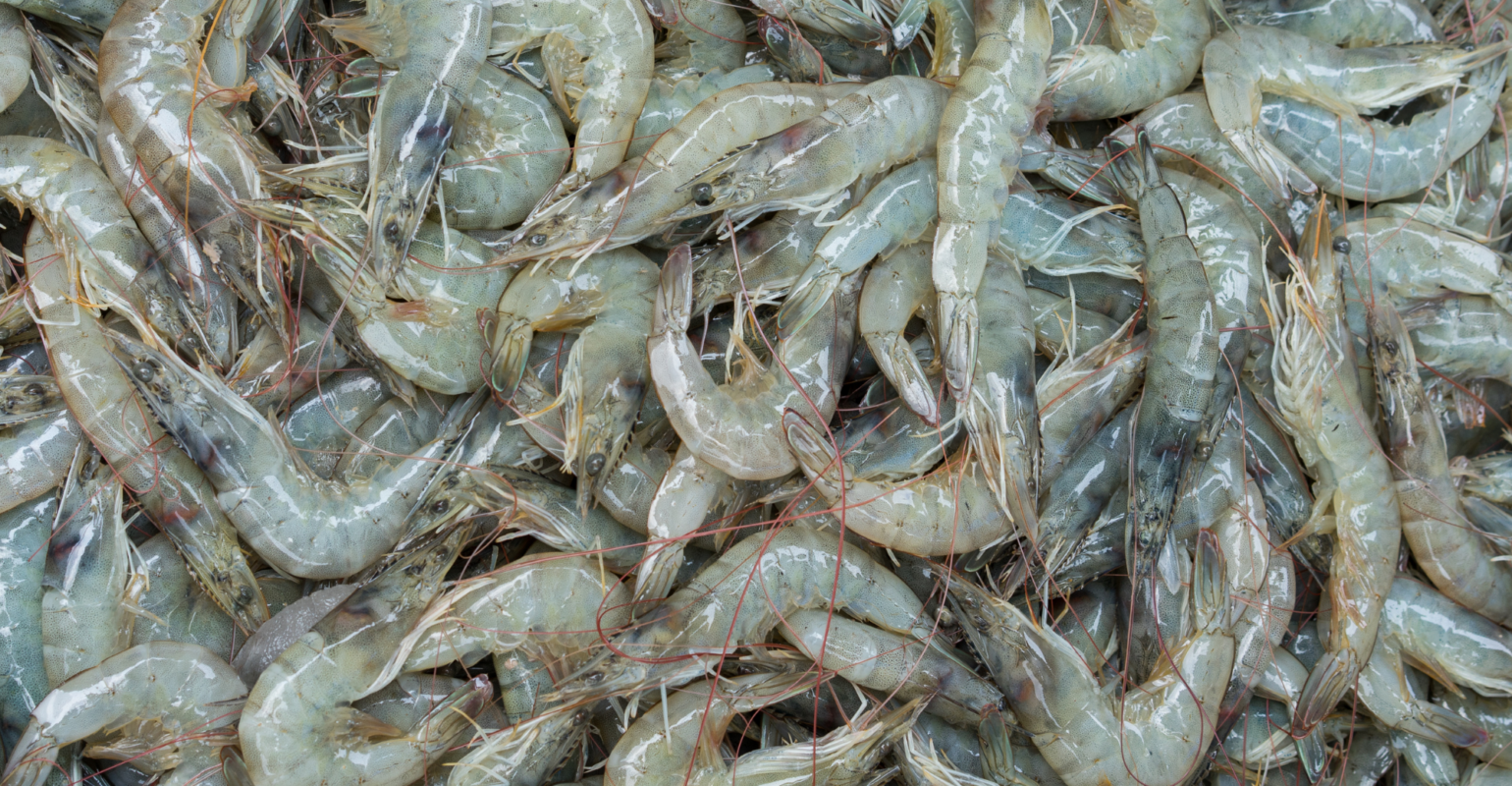 Udang Beku