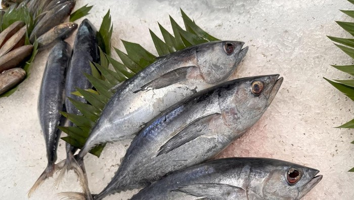 Ikan Tongkol Beku