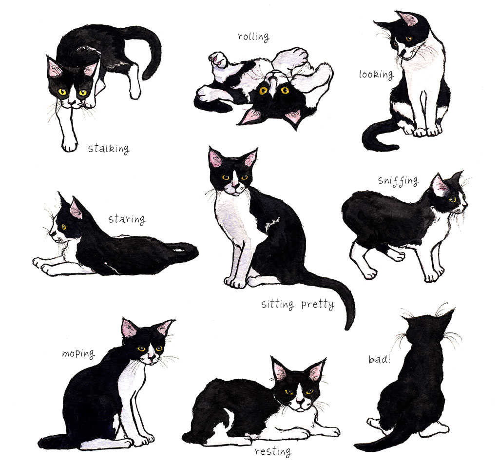 Nine Lives | Tuxedo Cat Blank Everyday Greeting Card