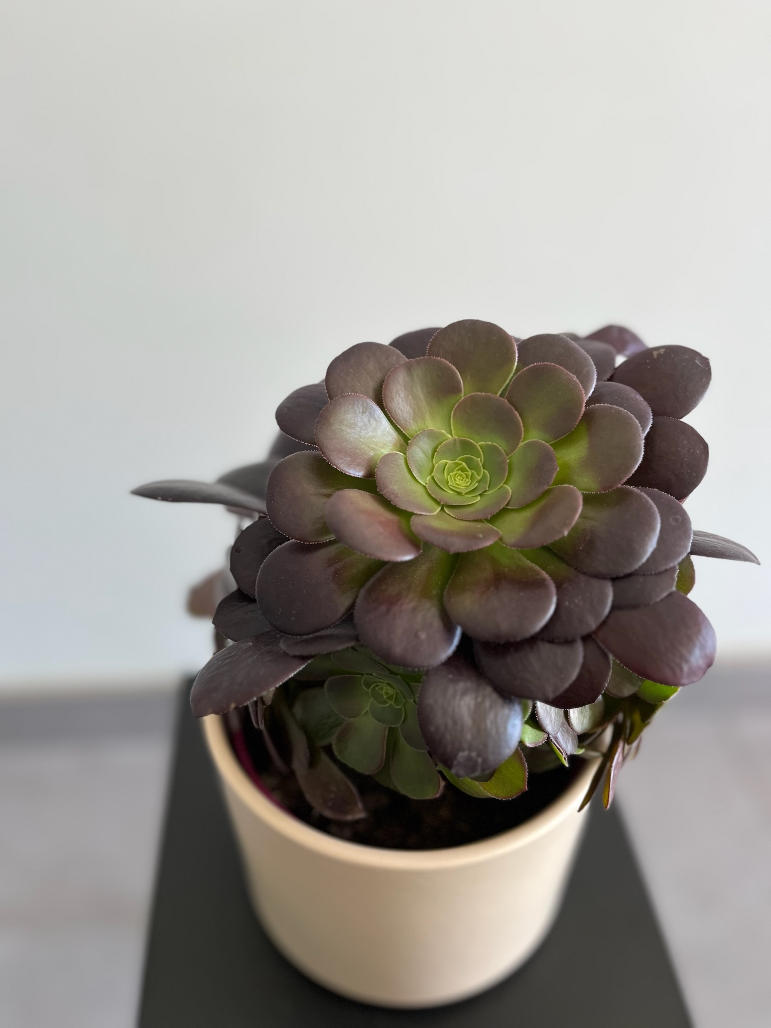 Aeonium