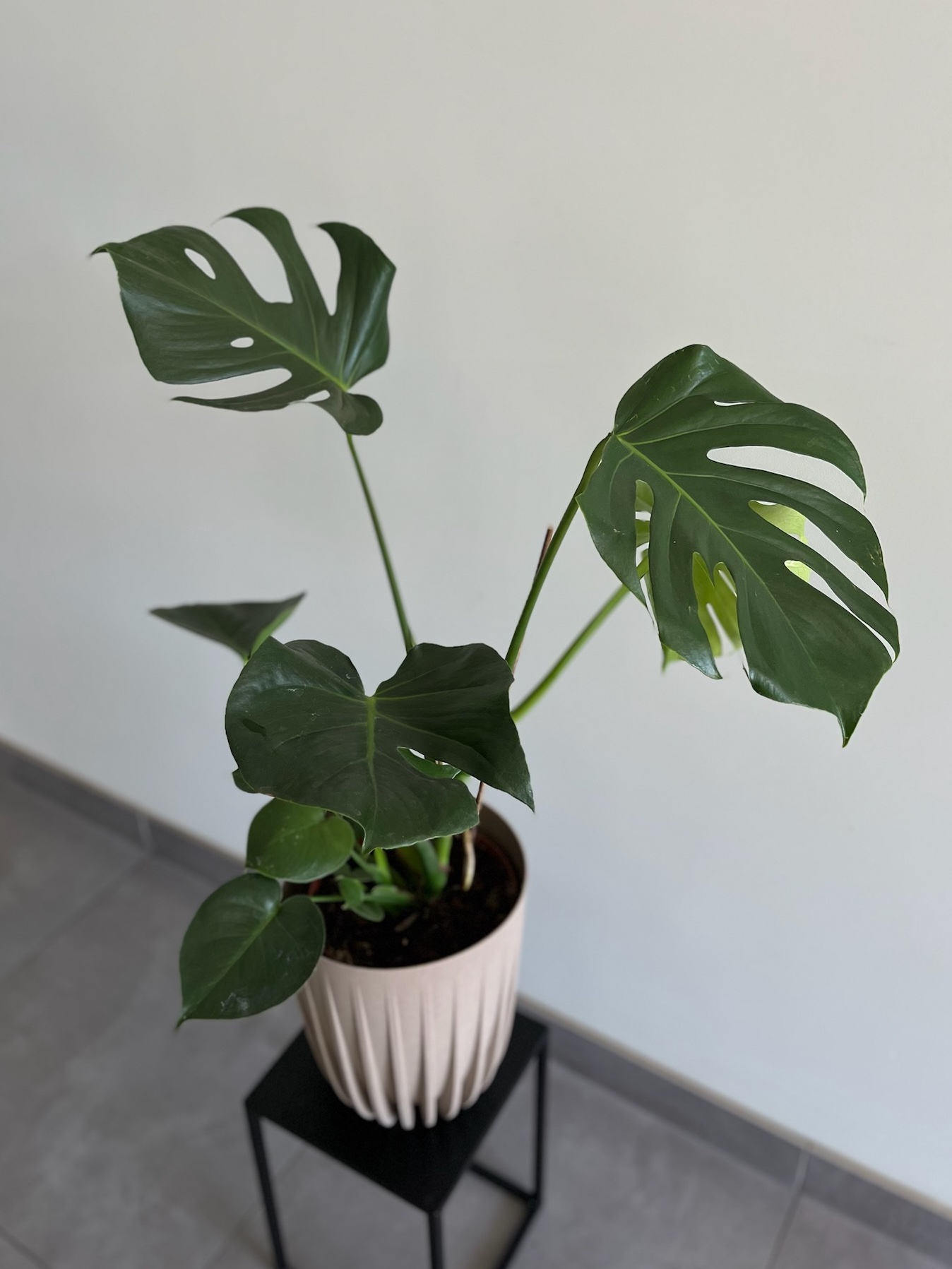 Monstera