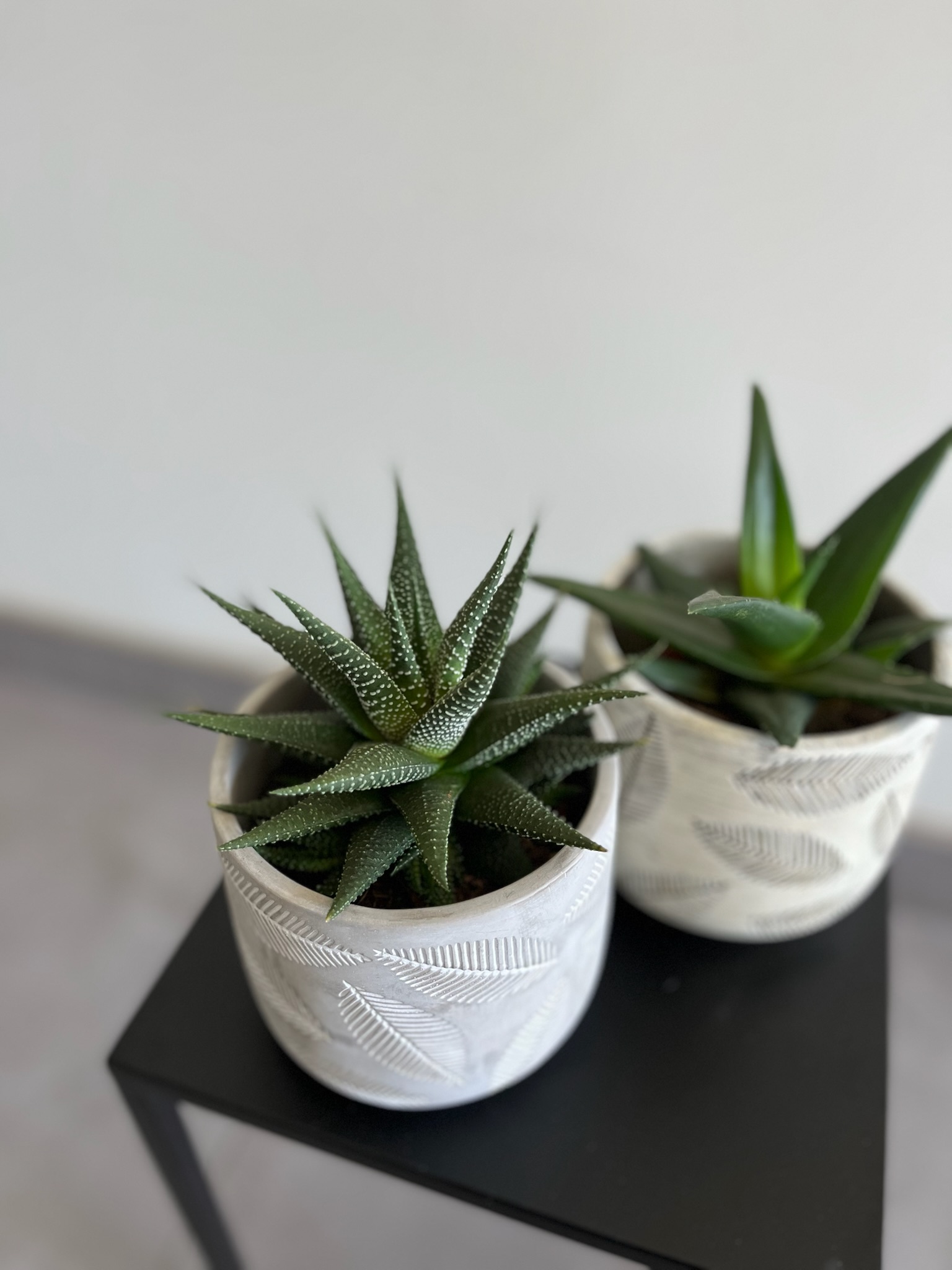 Haworthia (sukulentas)