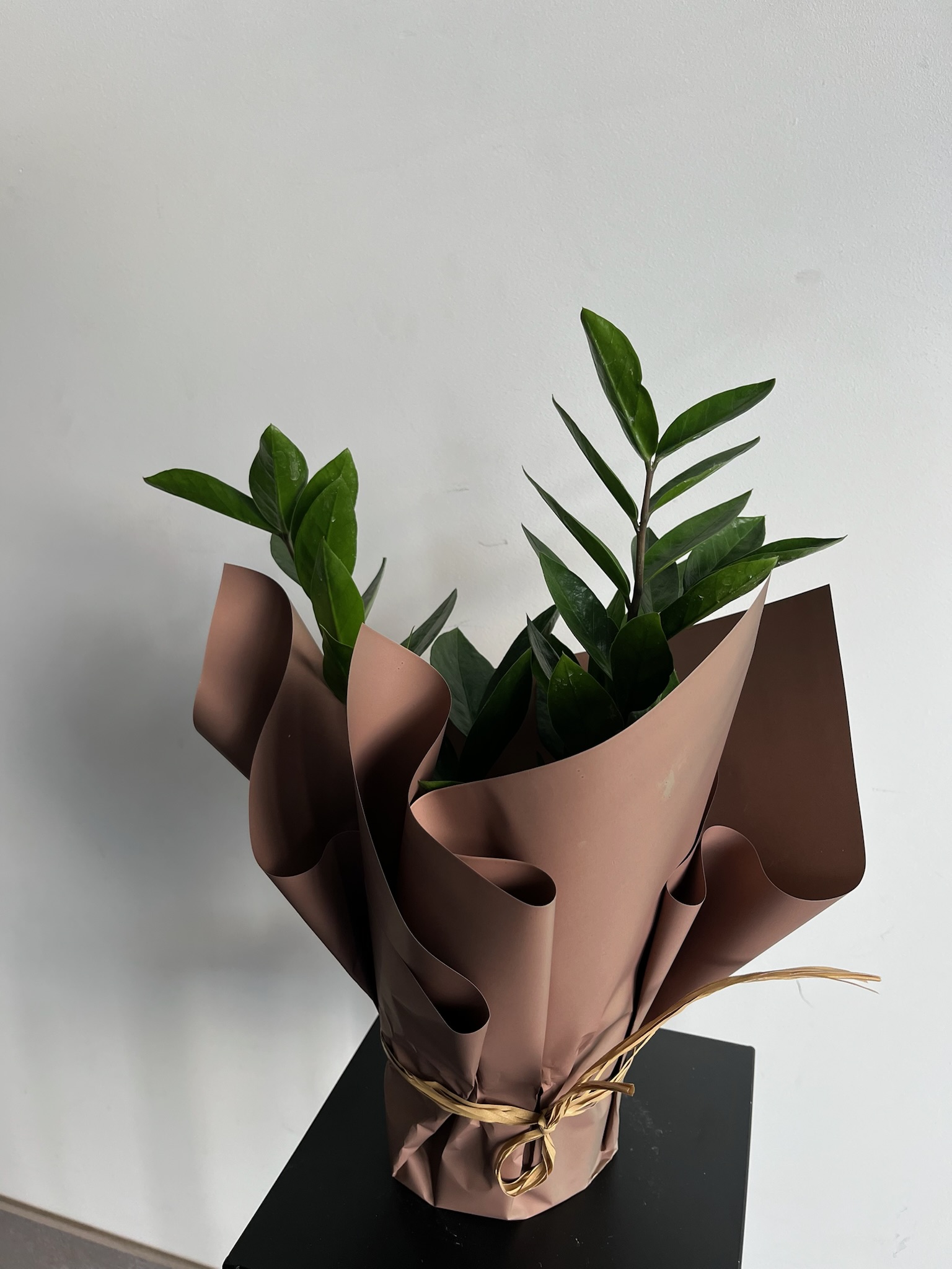 Zamiokulkas (pinigų medis)