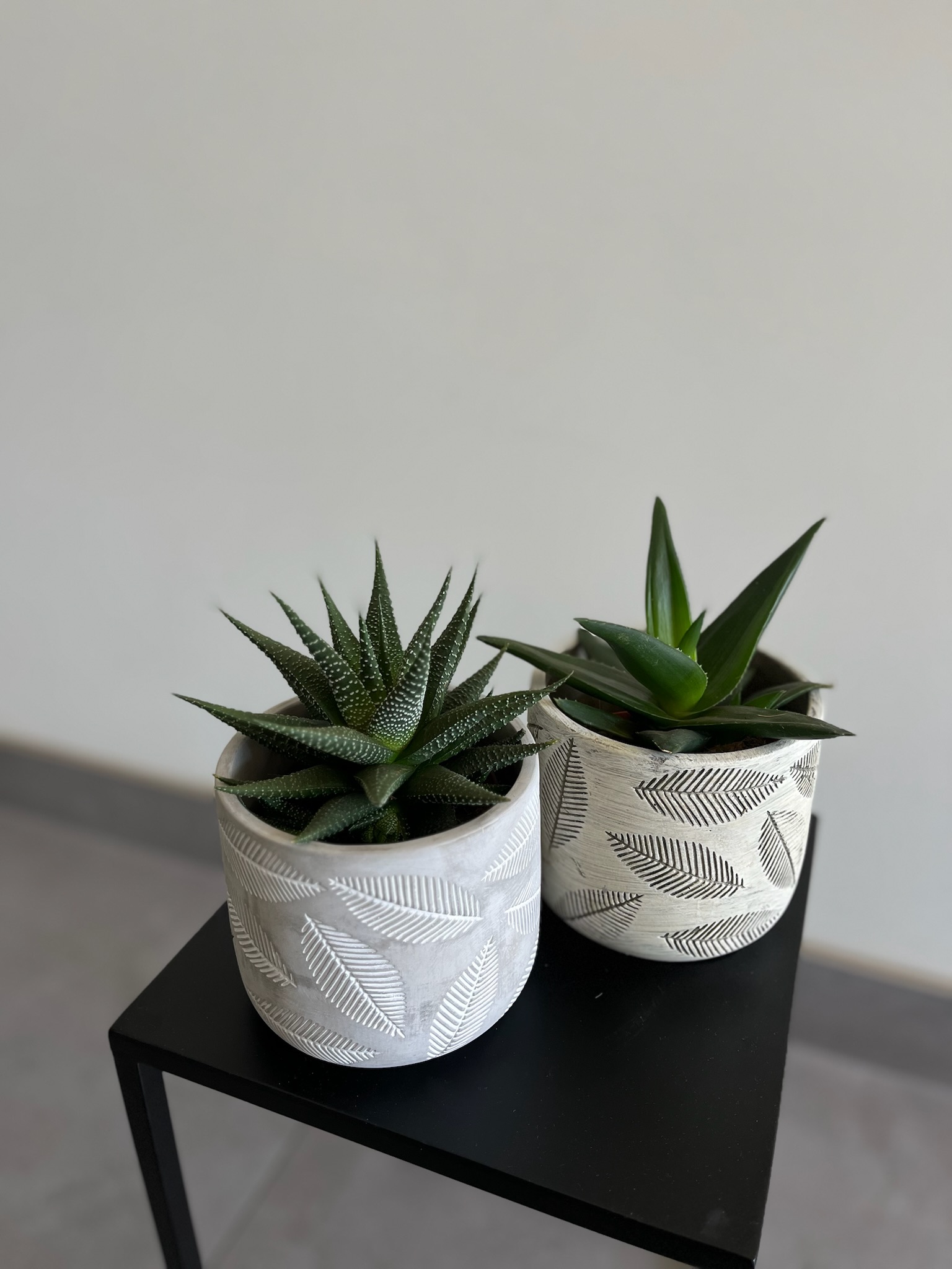 Haworthia (sukulentas)