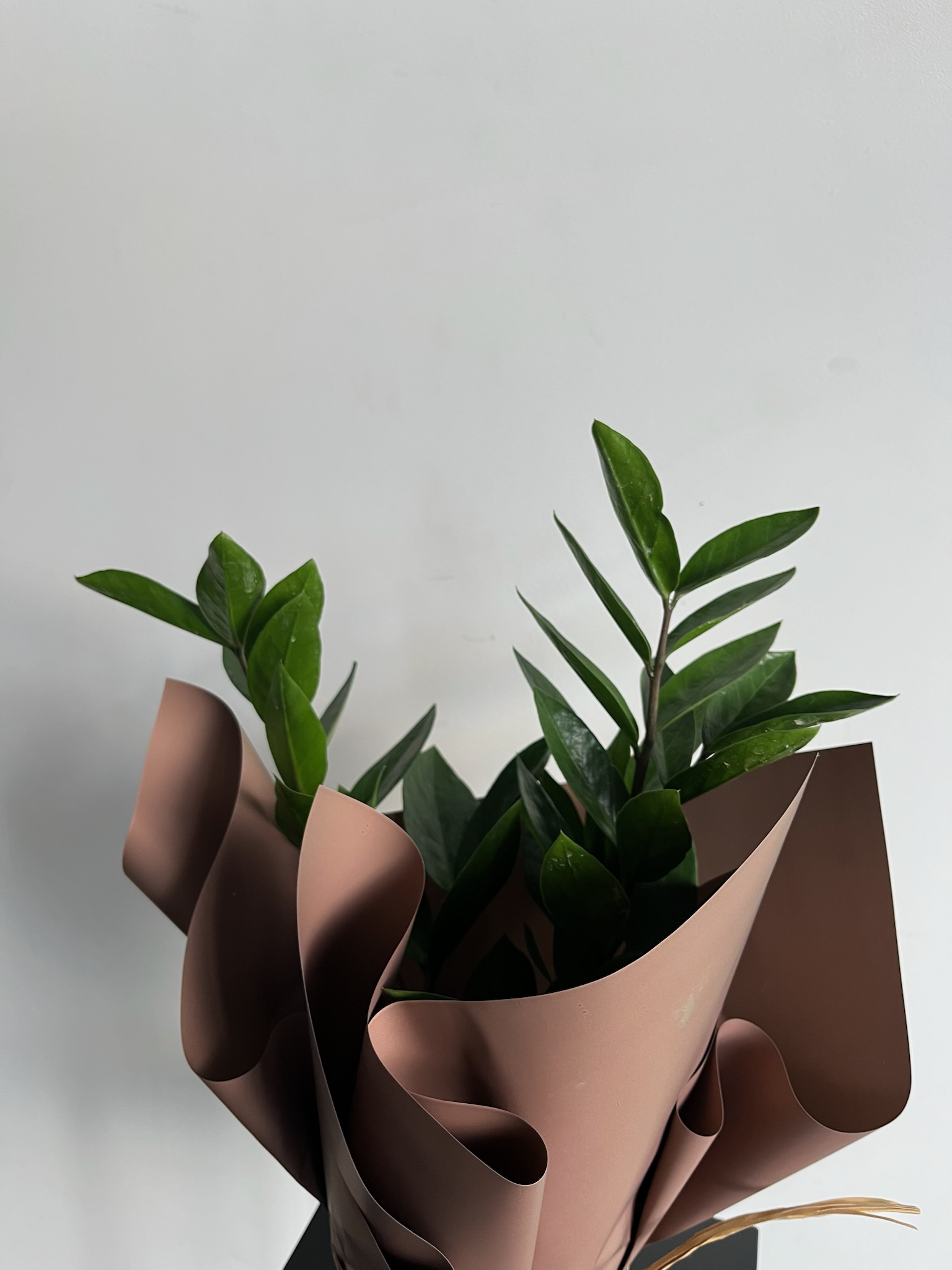 Zamiokulkas (pinigų medis)