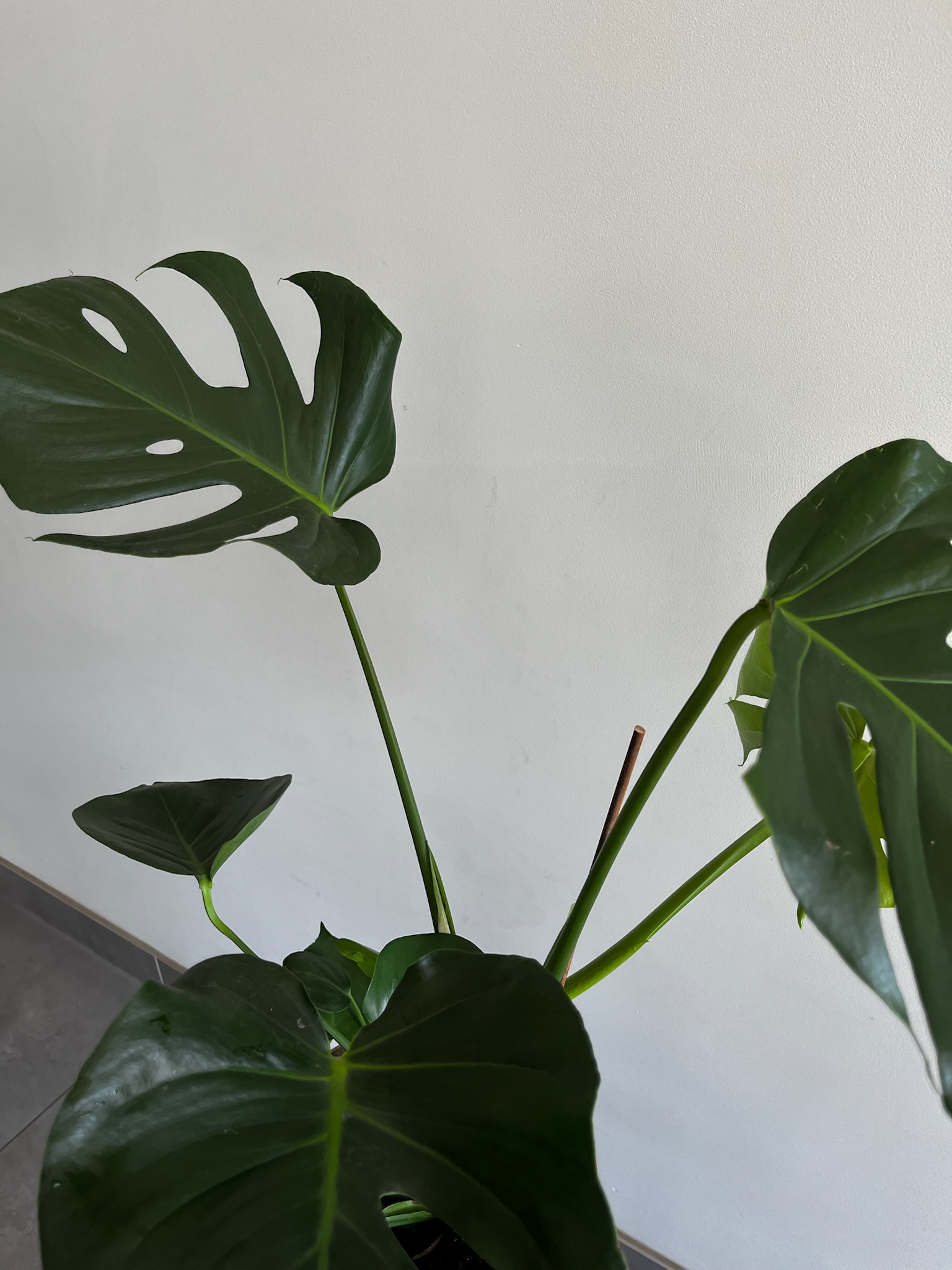 Monstera
