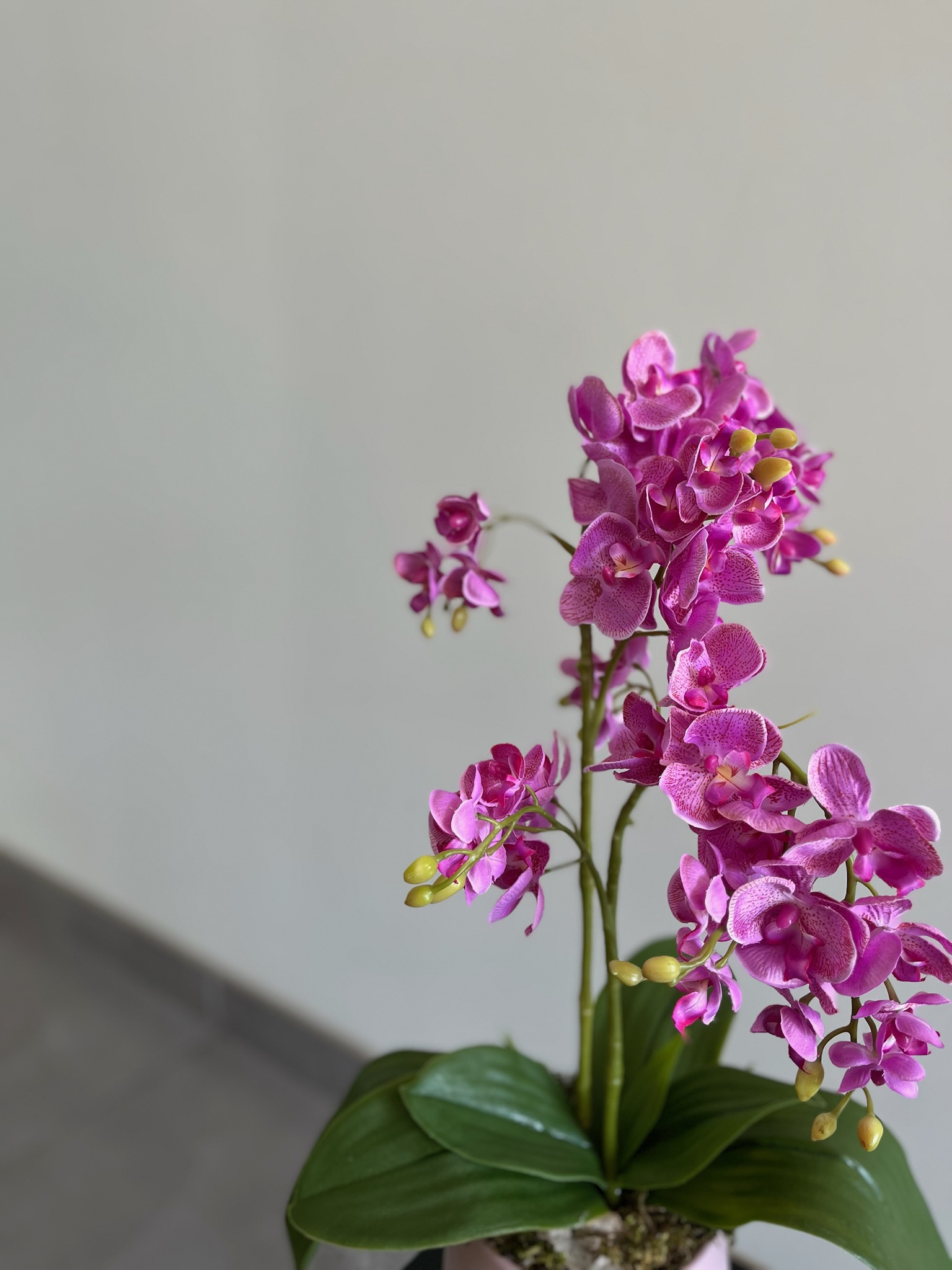 Ryškiai rožinė dirbtinė orchidėja