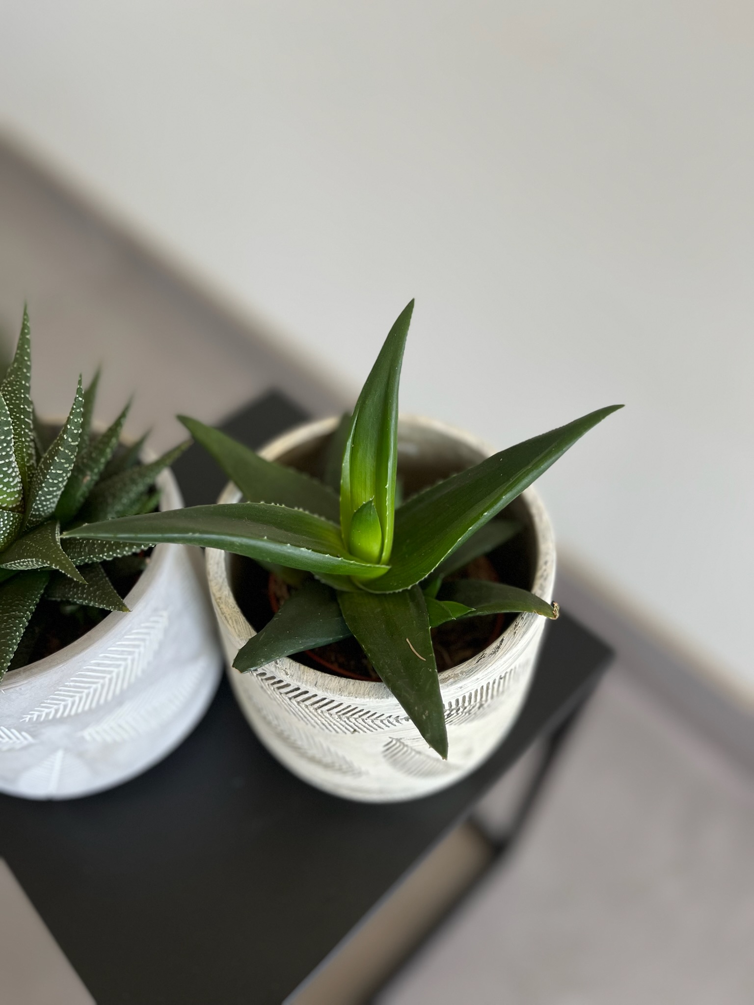 Haworthia (sukulentas)