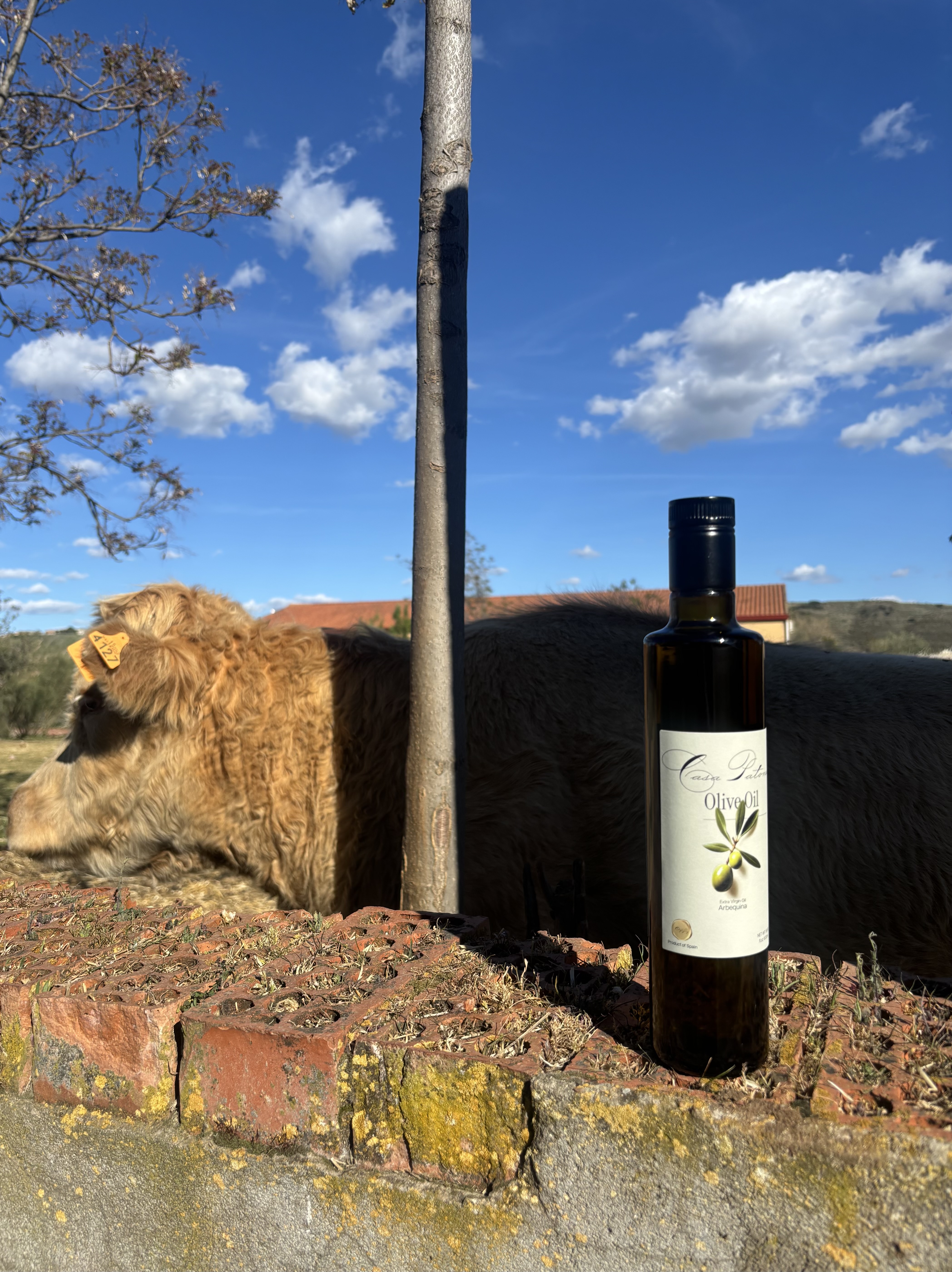 Premium Cornicabra Extra Virgin Olive Oil- LIMITED EDITION 