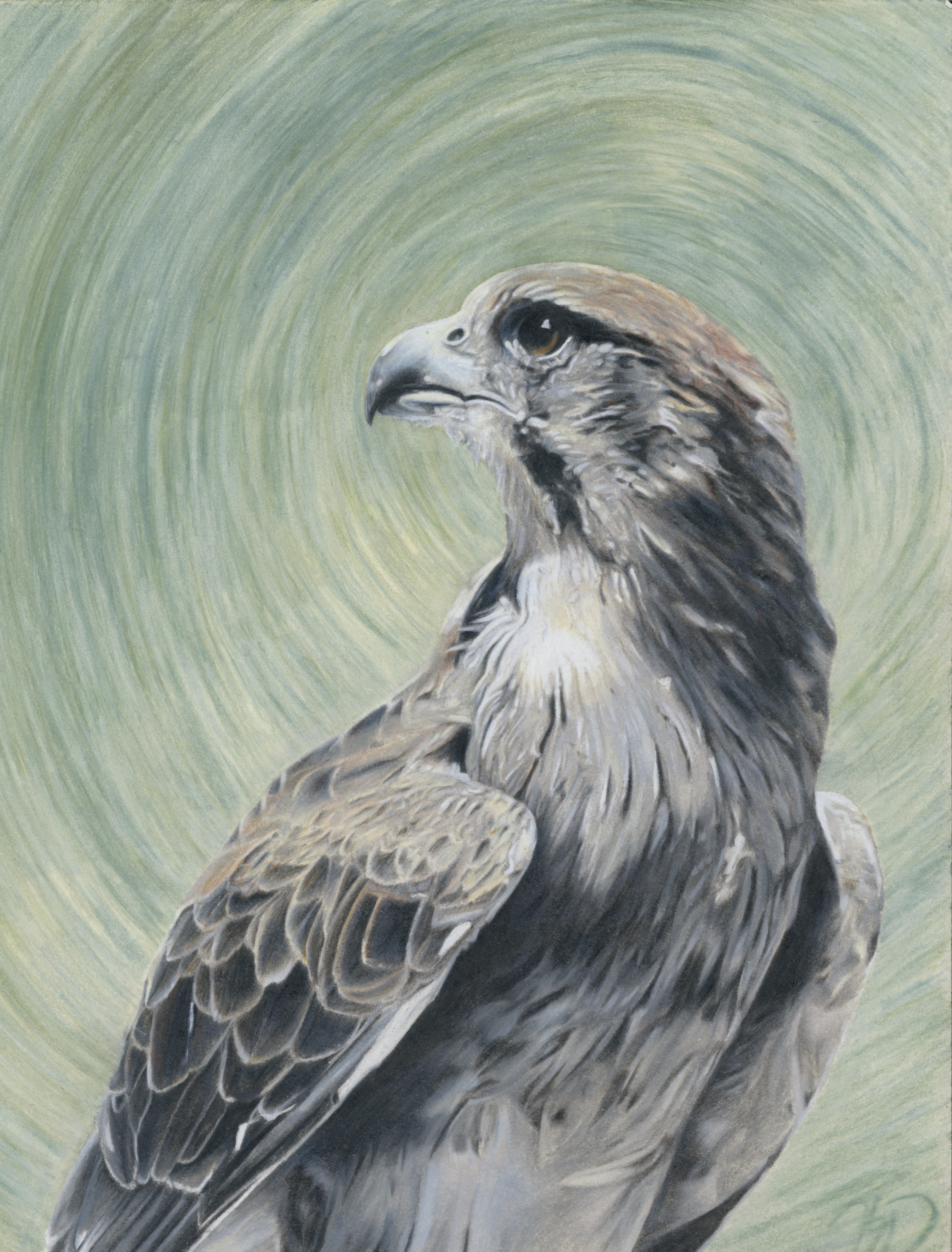 Red Tailed Hawk