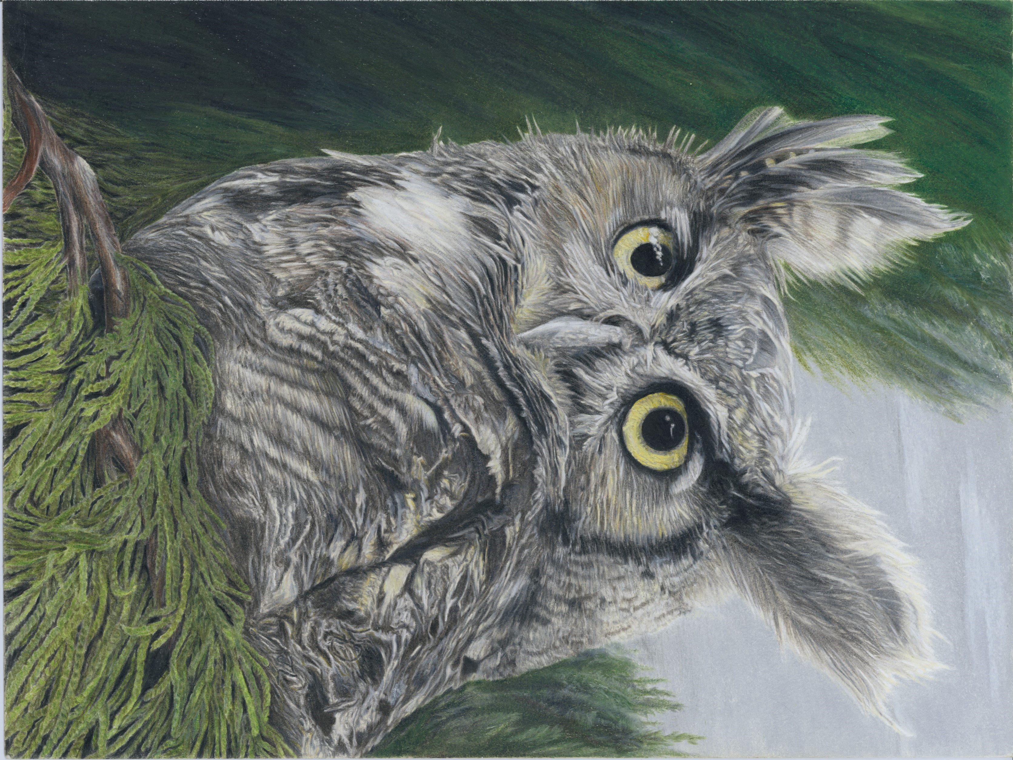 Great Horned Owl in Cedar