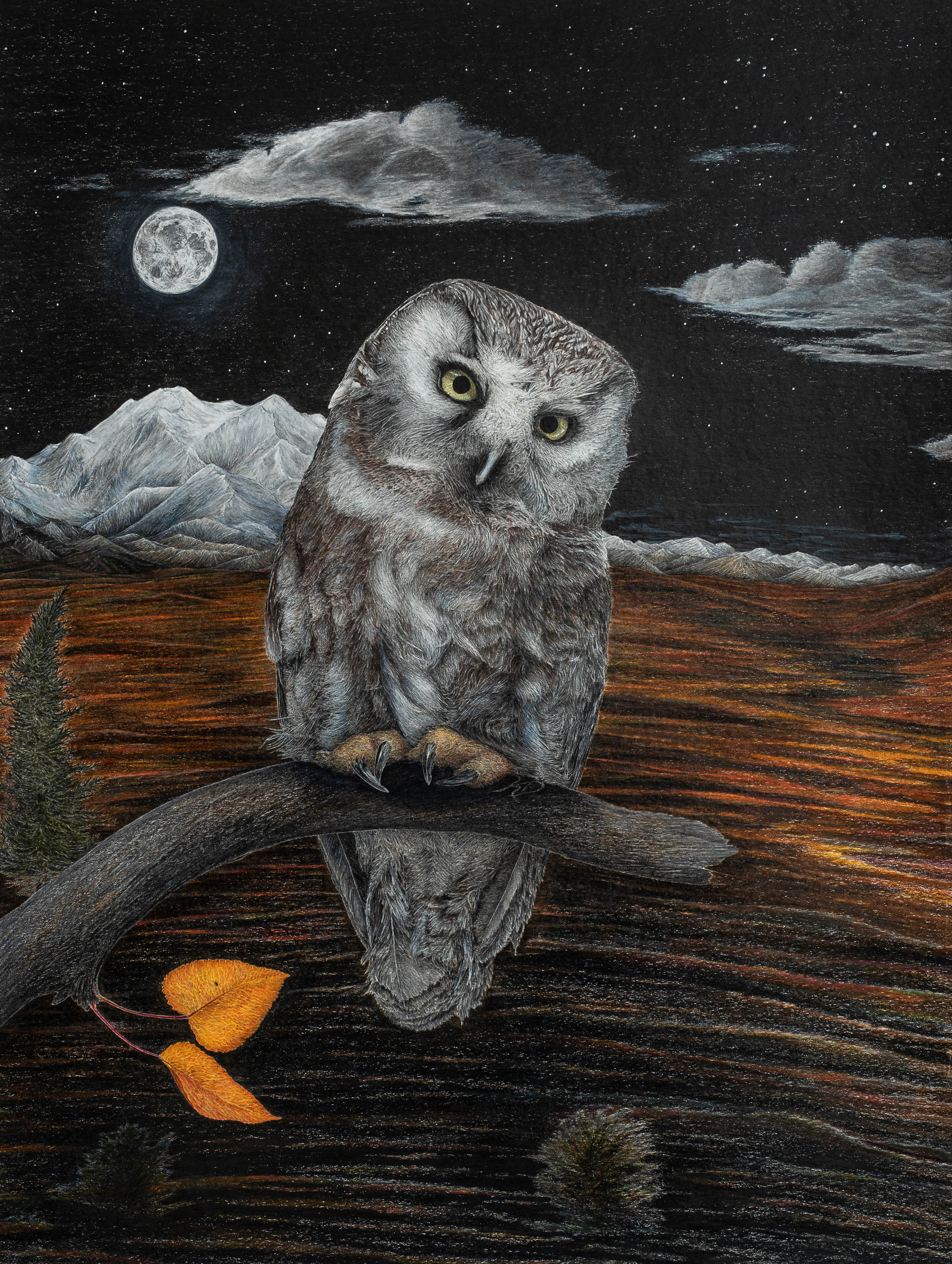 Boreal Owl at Denali