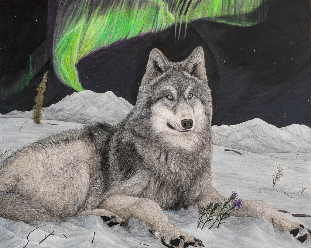 Last Wild Alaskan Wolf