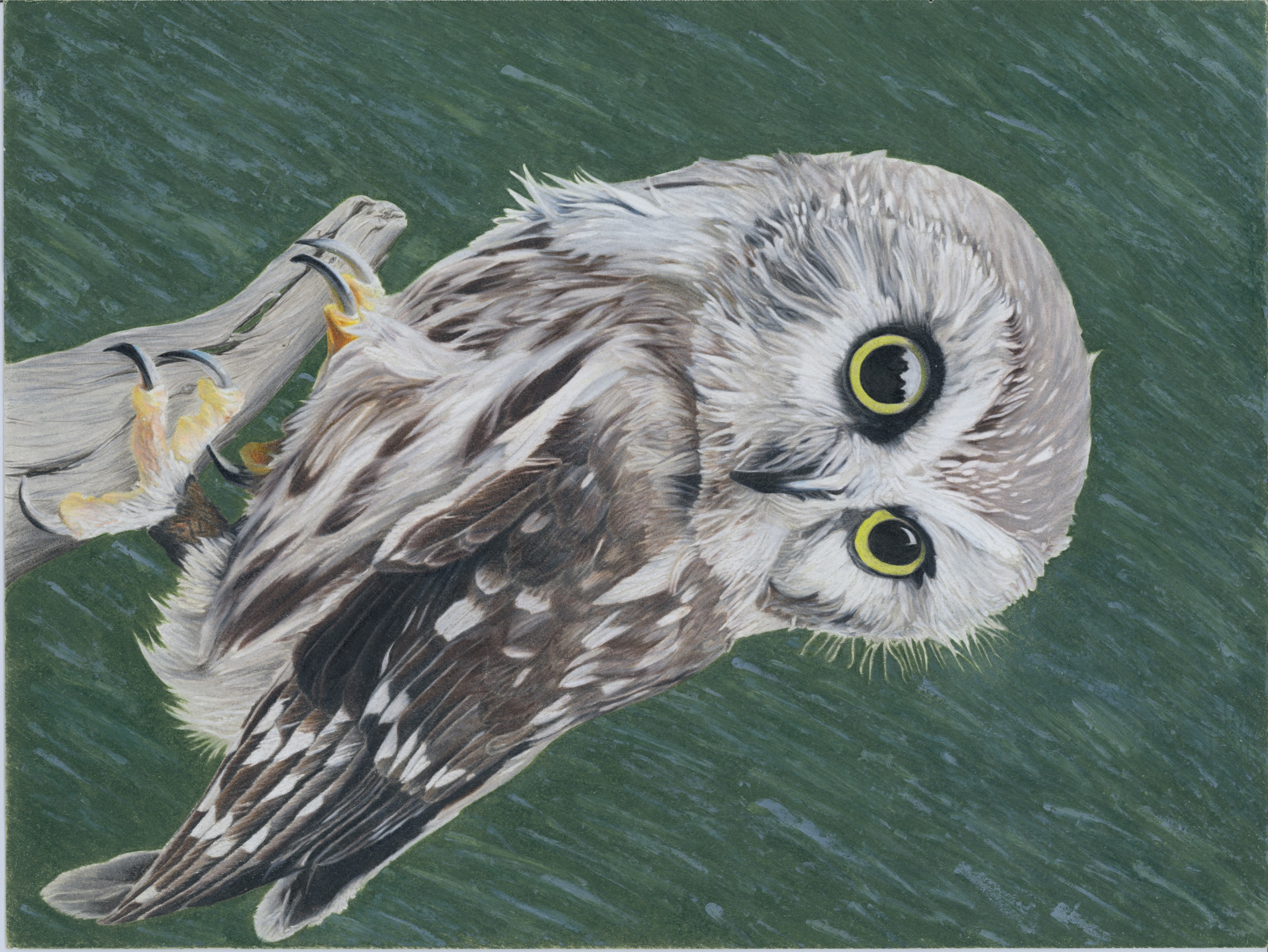 Saw Whet Owl in Rain