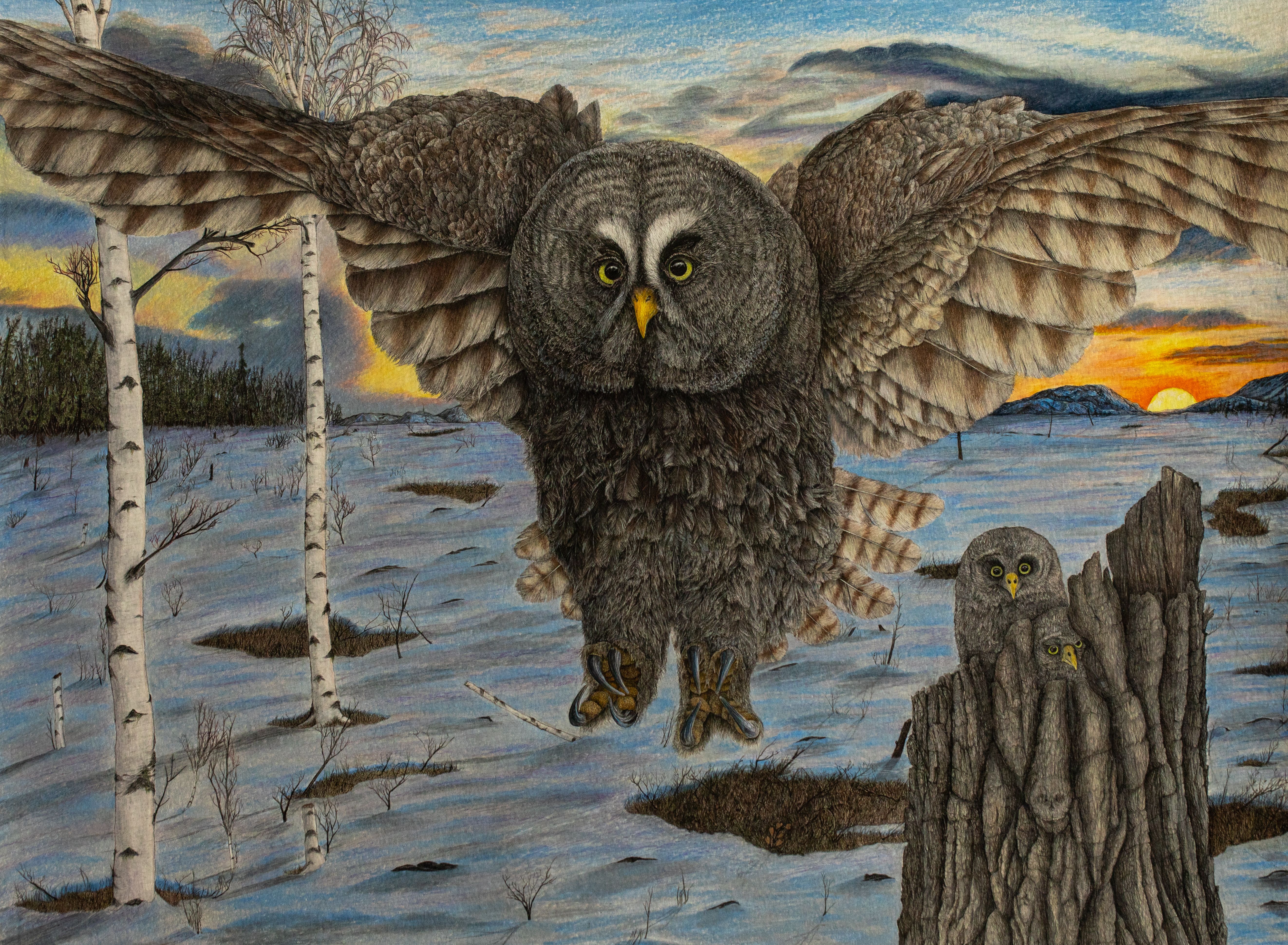 Great Grey at Sunset