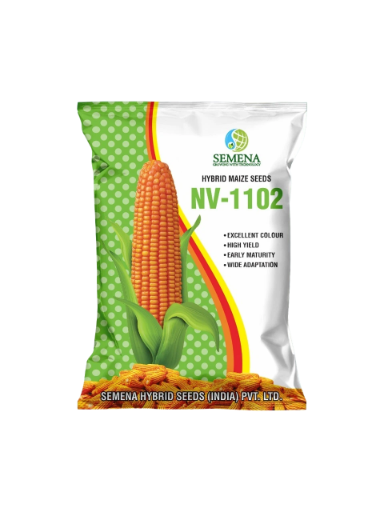 Hybrid Maize Seeds NV-1102