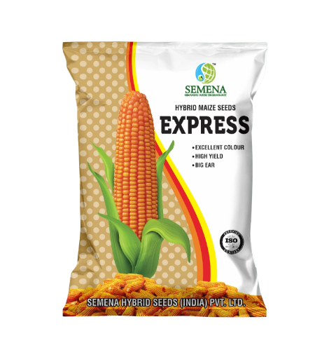 Hybrid Maize Seeds EXPRESS
