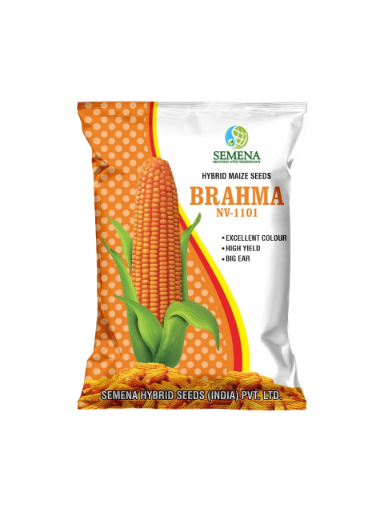 Hybrid Maize Seeds BRAHMA (NV-1101)