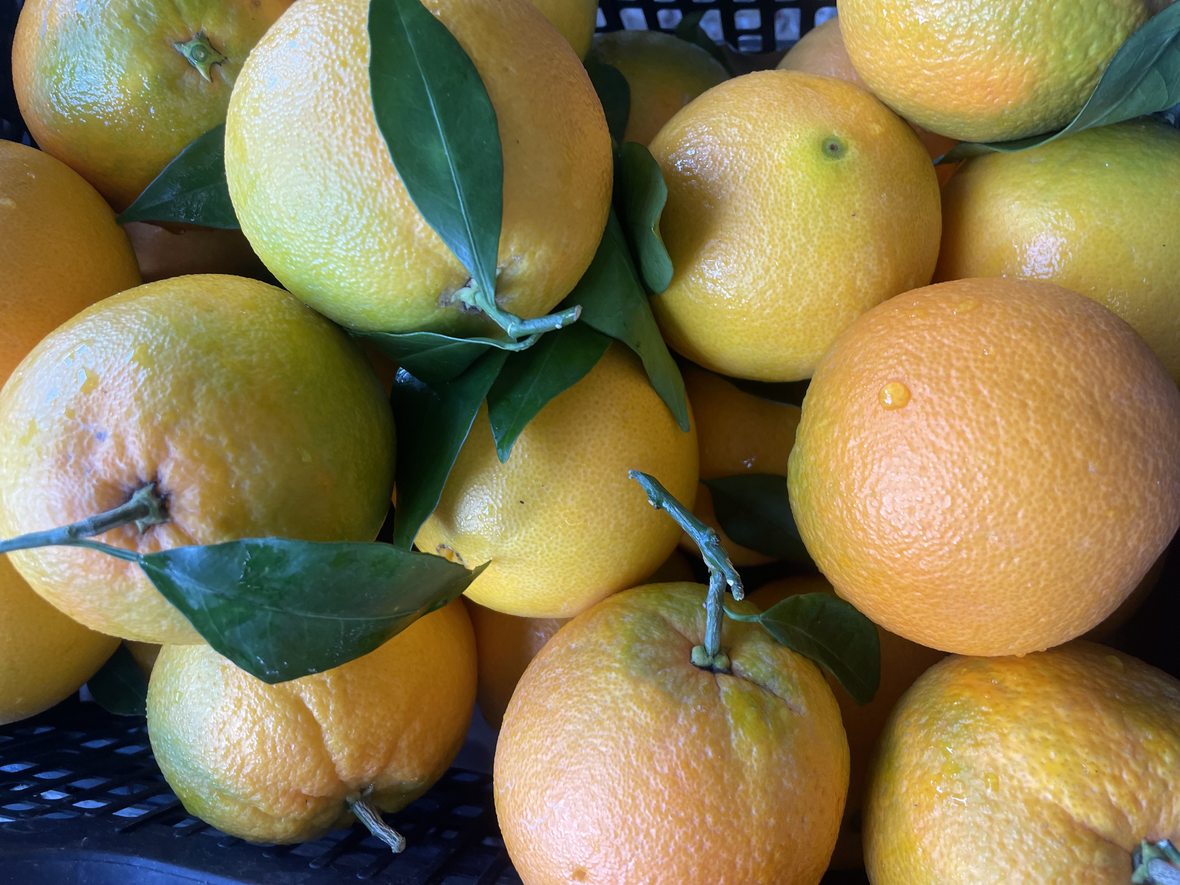 Orange de Sicile variété Navel