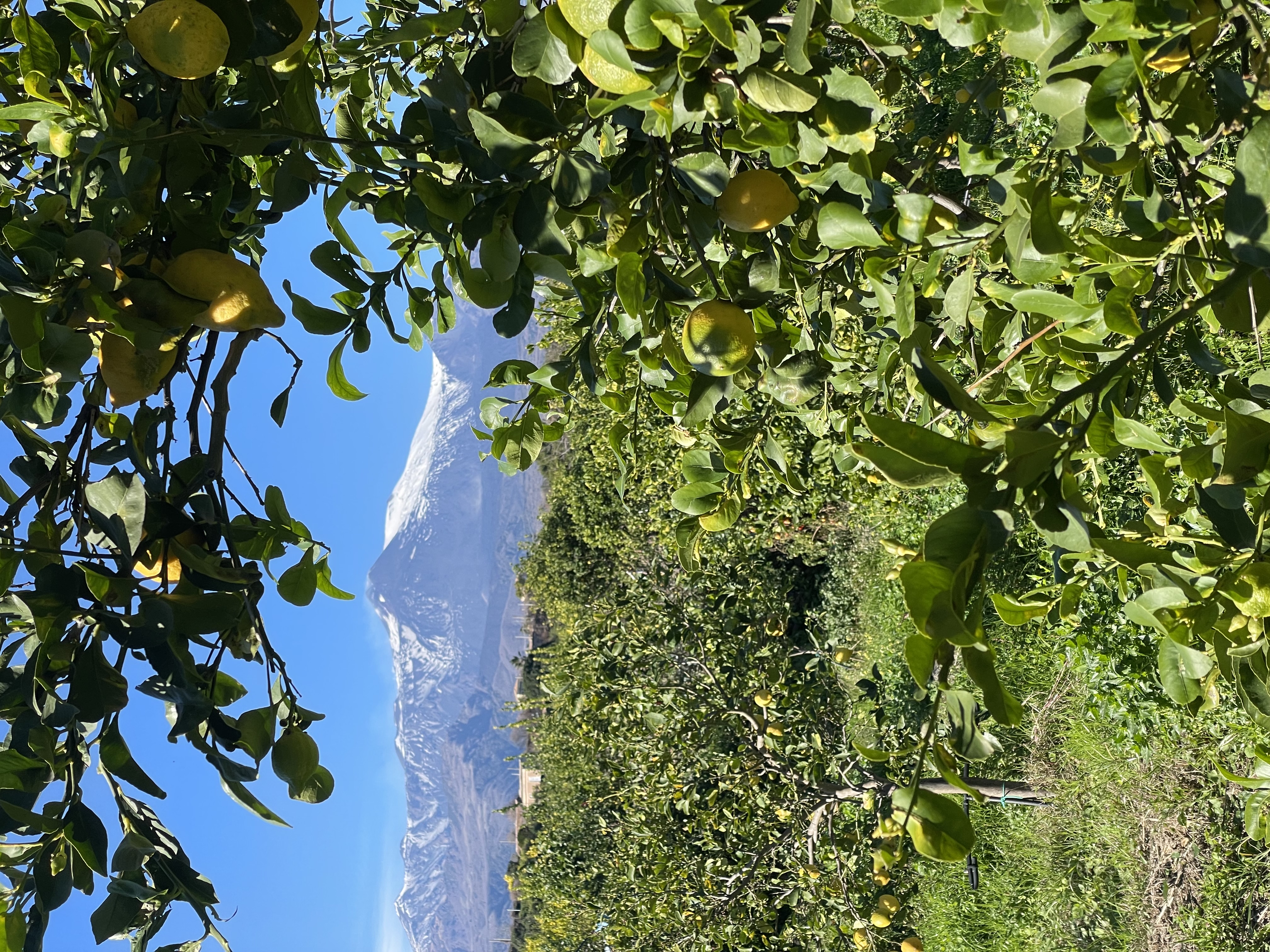 Citrons de l'Etna