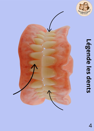 Livret petite souris 6/10 ans