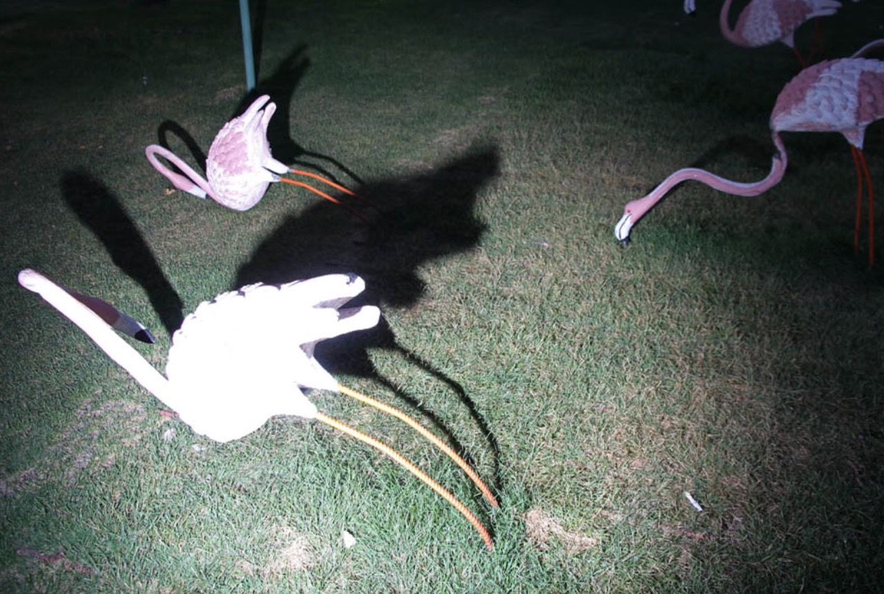 Nooshin Shafiee, Funfair series