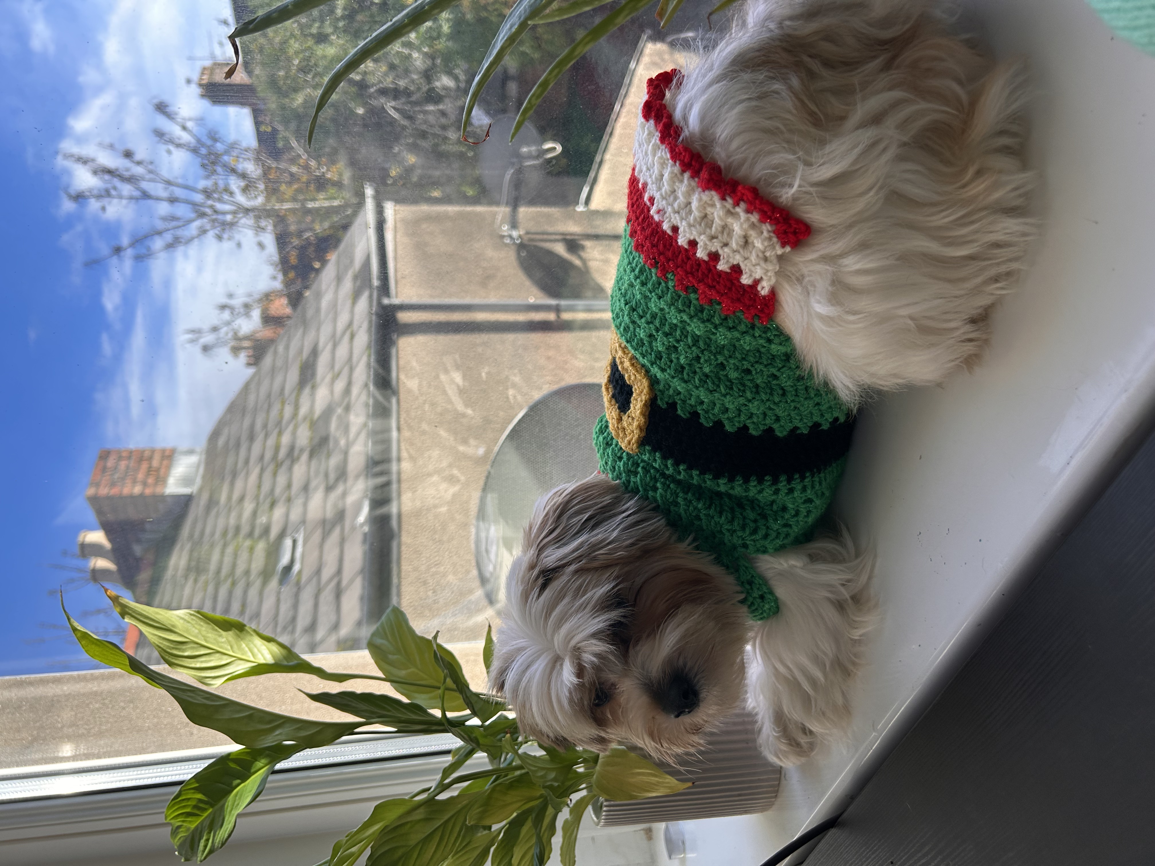 Premium Elf Dog Sweater