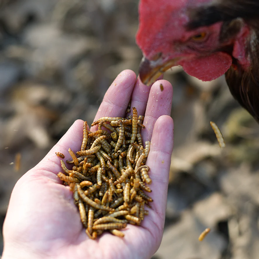 Mealworms (On a Farm Tour)