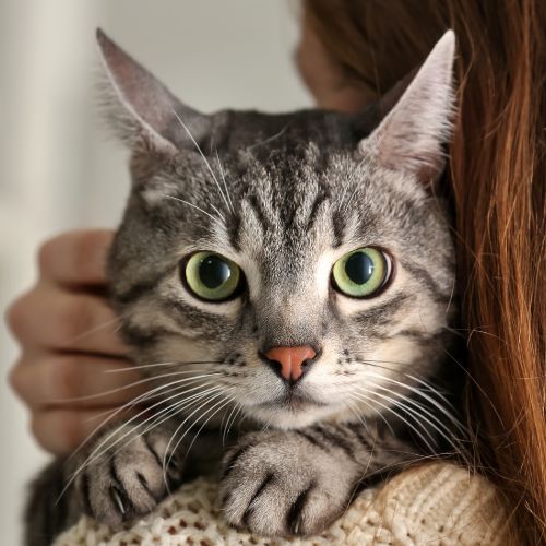 你的貓主子名字｜貓奴稱呼