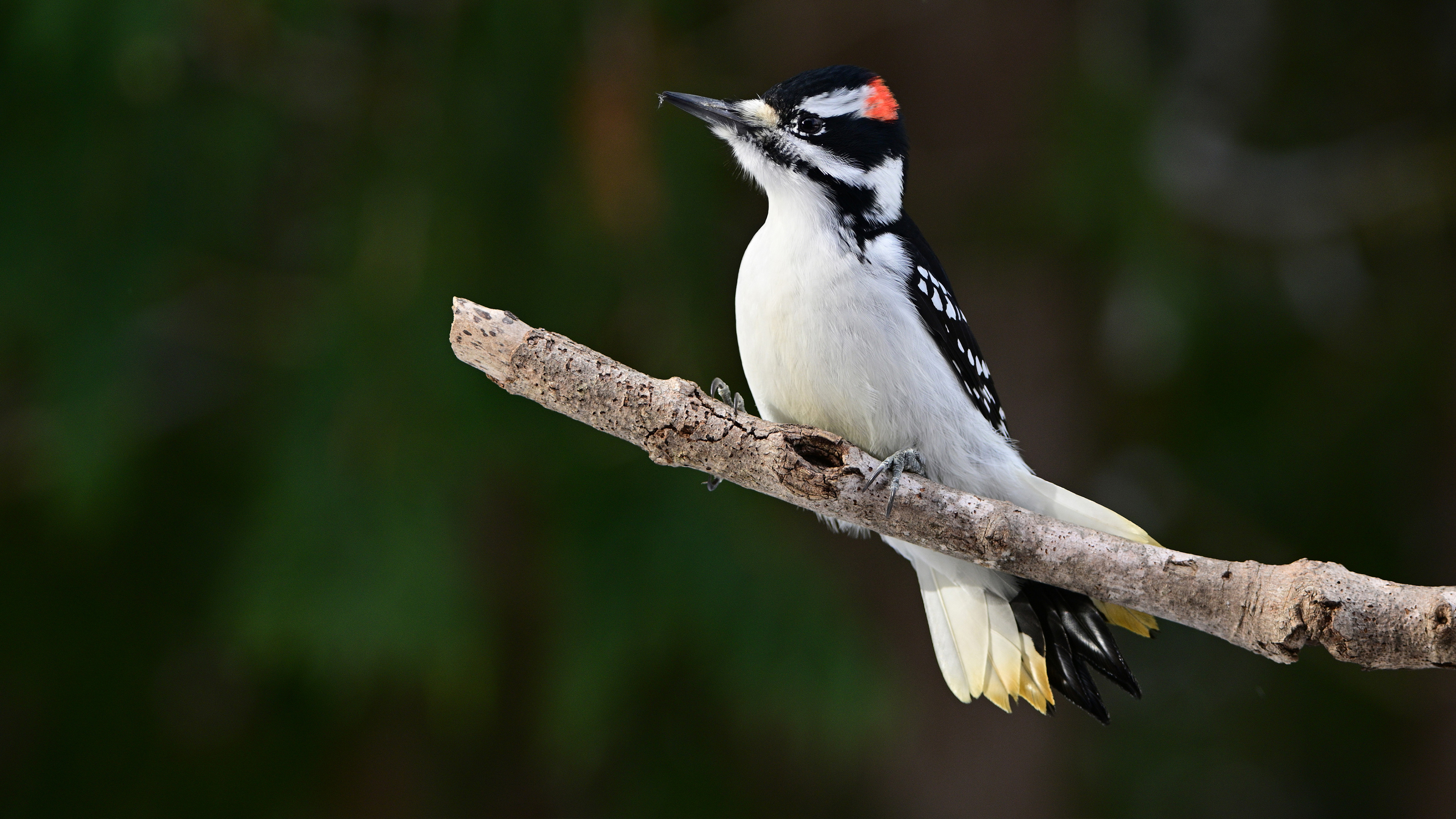Representación "Mi marca en USA"