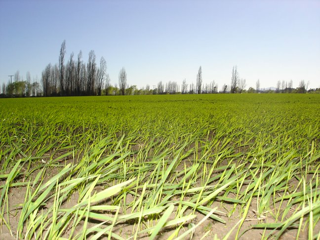 Entregable "Estado de resultados de gestión".