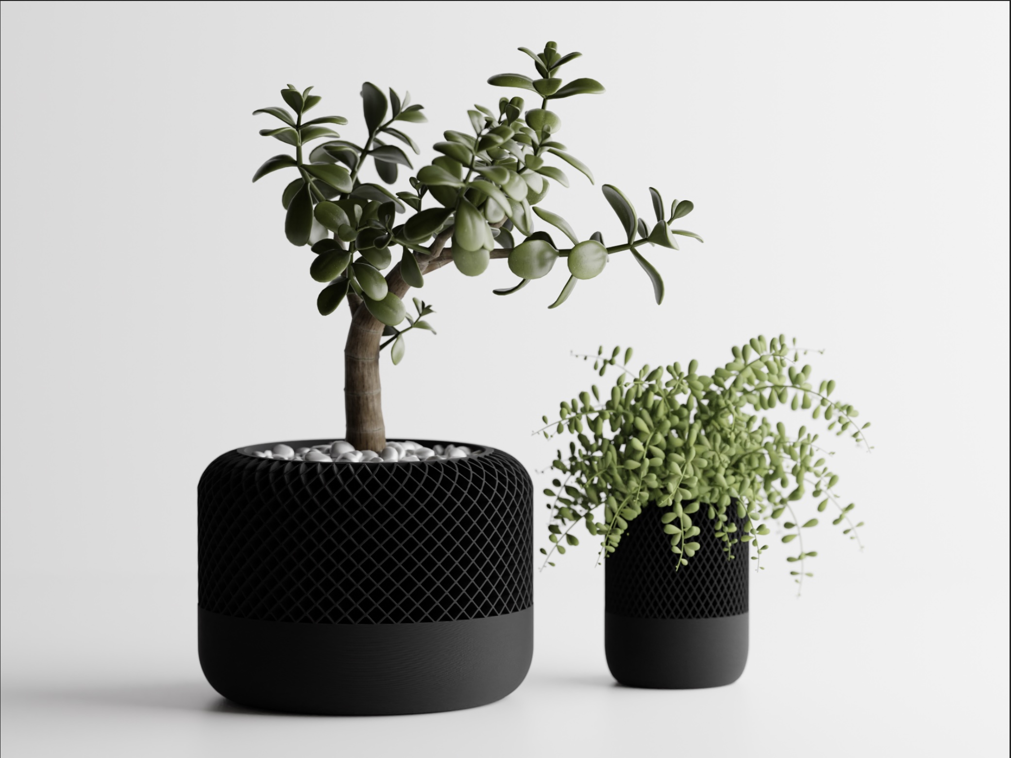 Bonsai