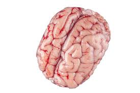 Beef Brain