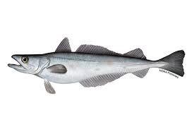 Silver Hake 1500g