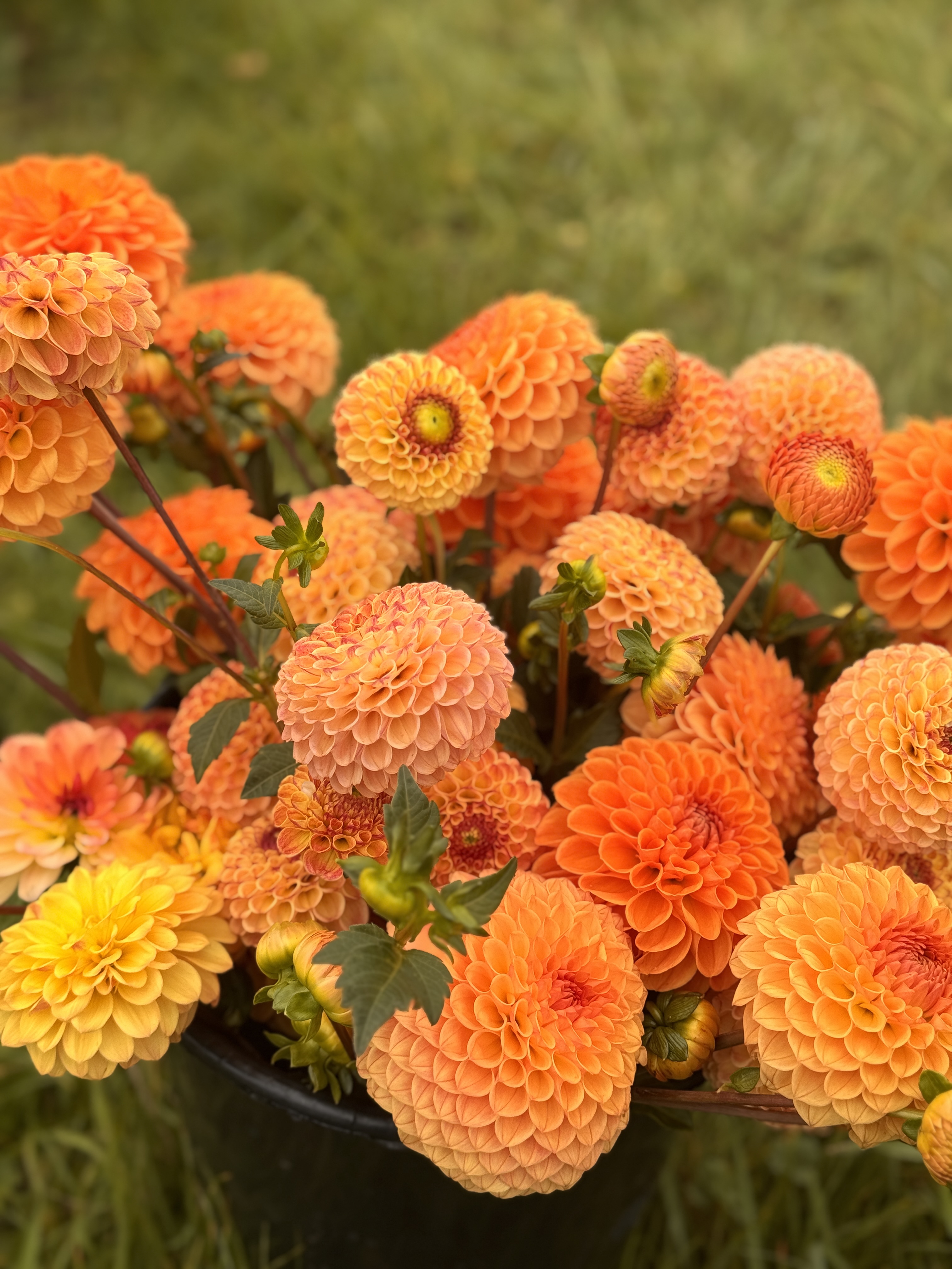 Seasonal British grown dahlias