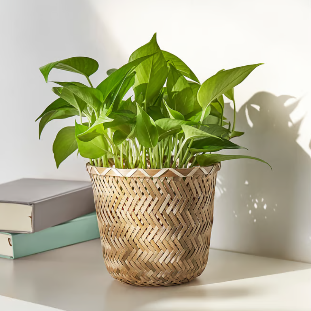 Matera, hecho a mano bambú