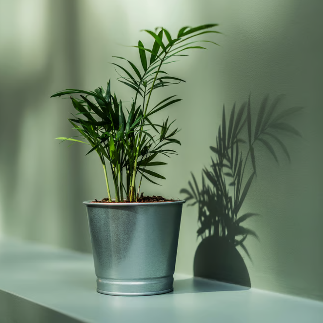 Set de 2 Materas Galvanizadas