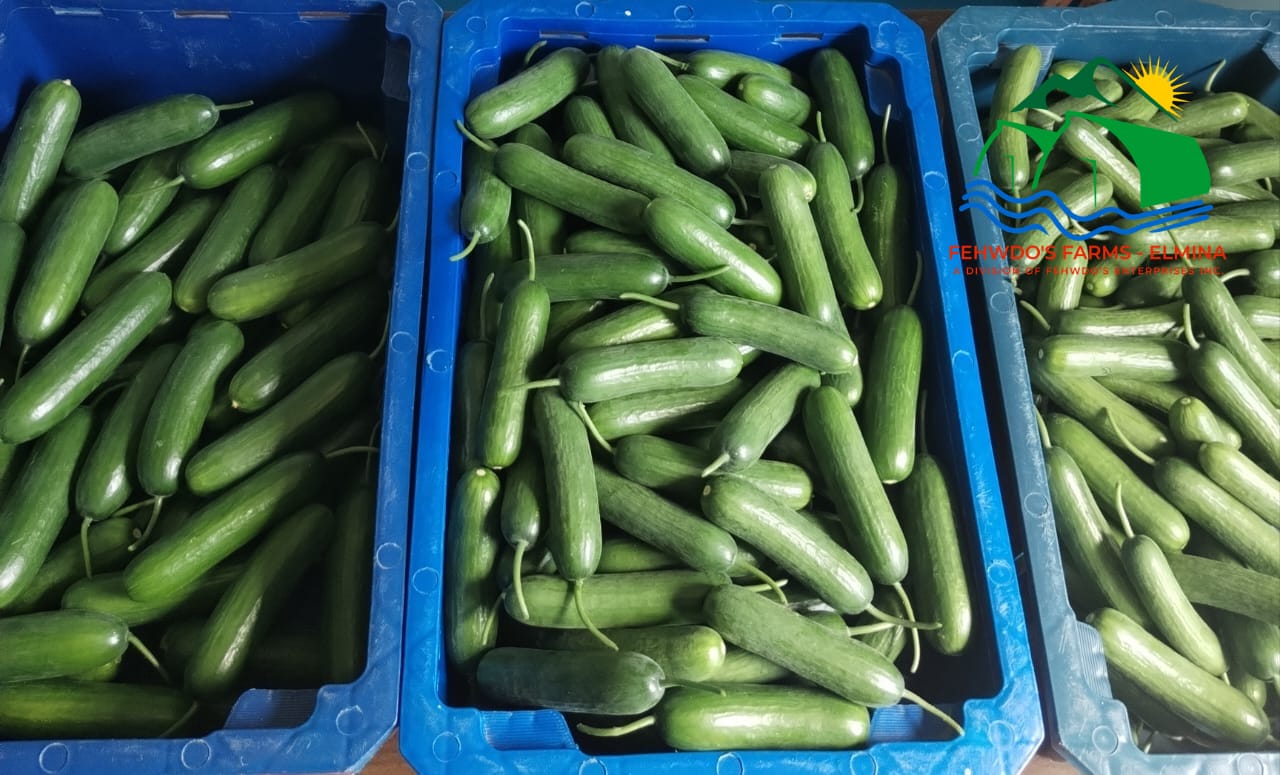 Mediterranean Snack Cucumbers