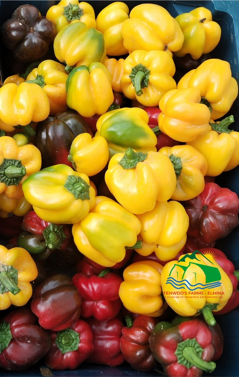 Colored Bell Peppers