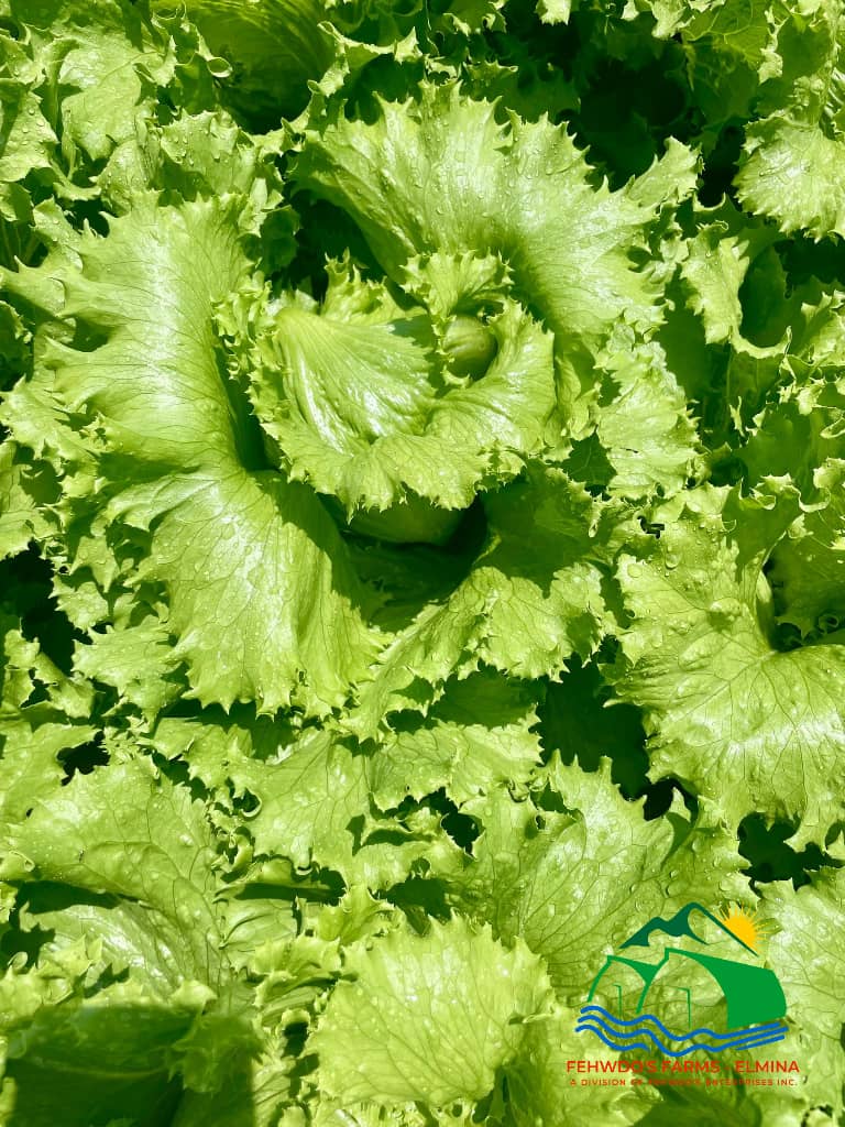 Lettuce